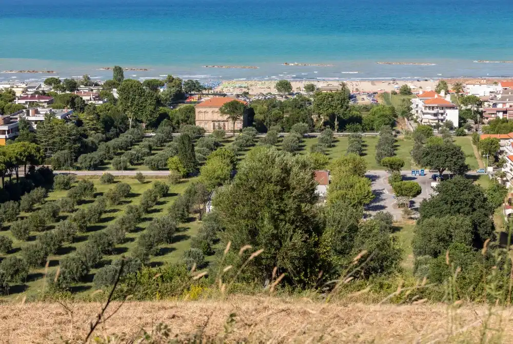 Olive grove and Adriatic coast in Roseto degli Abruzzi, Italy Olive grove and Adriatic coast in Roseto degli Abruzzi, Italy