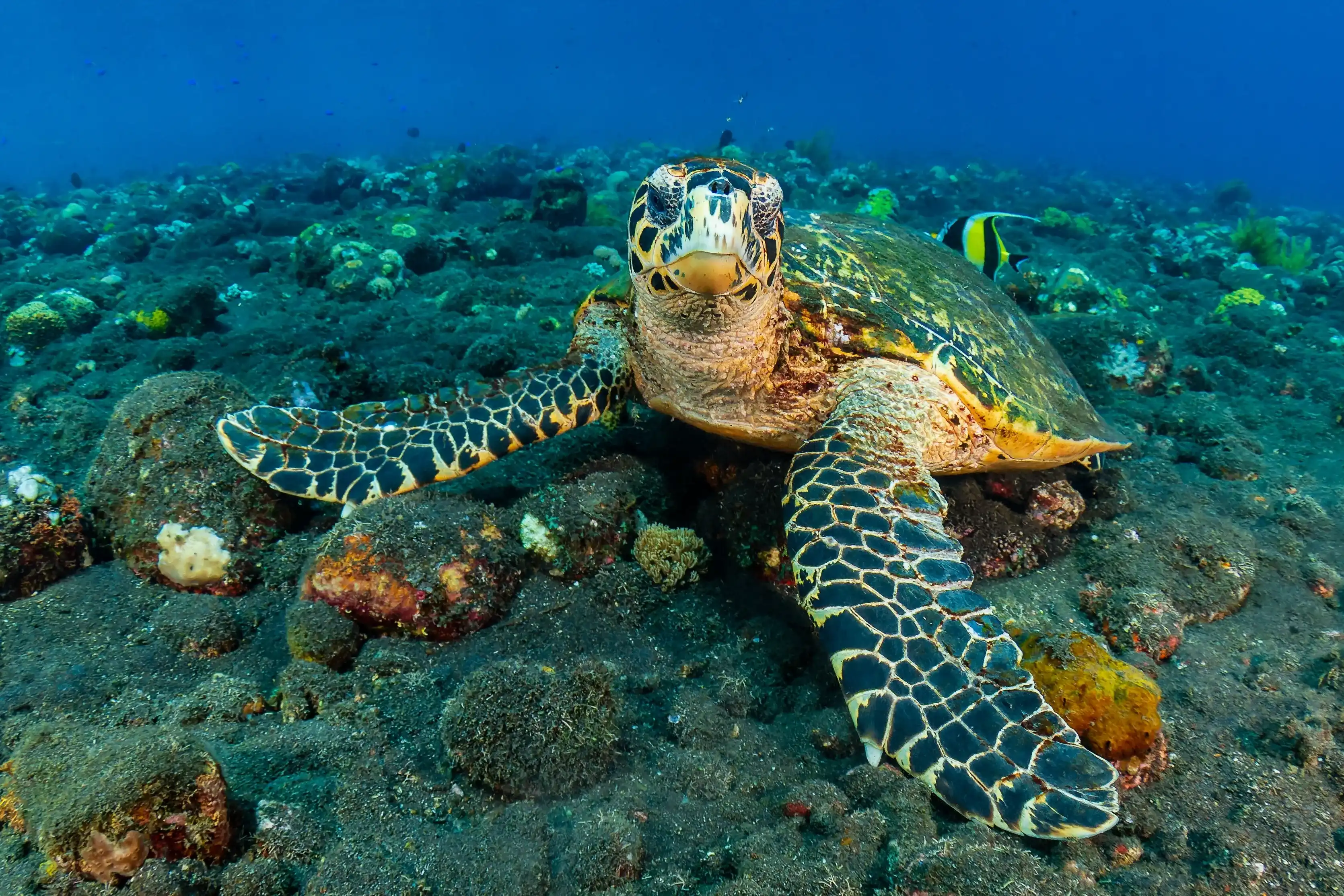 Hawksbill Turtle (Eretmochelys imbricata) underwater on a tropical coral reef with black volcanic sand (Tulamben, Bali, Indonesia) Hawksbill Turtle (Eretmochelys imbricata) underwater on a tropical coral reef with black volcanic sand (Tulamben, Bali, Indonesia)