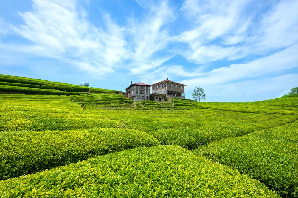 Tea gardens in Turkey Traditional old house and green tea gardens in Çeceva village of Rize province. Tea garden background photo. Tea garden and blue sky in the background.