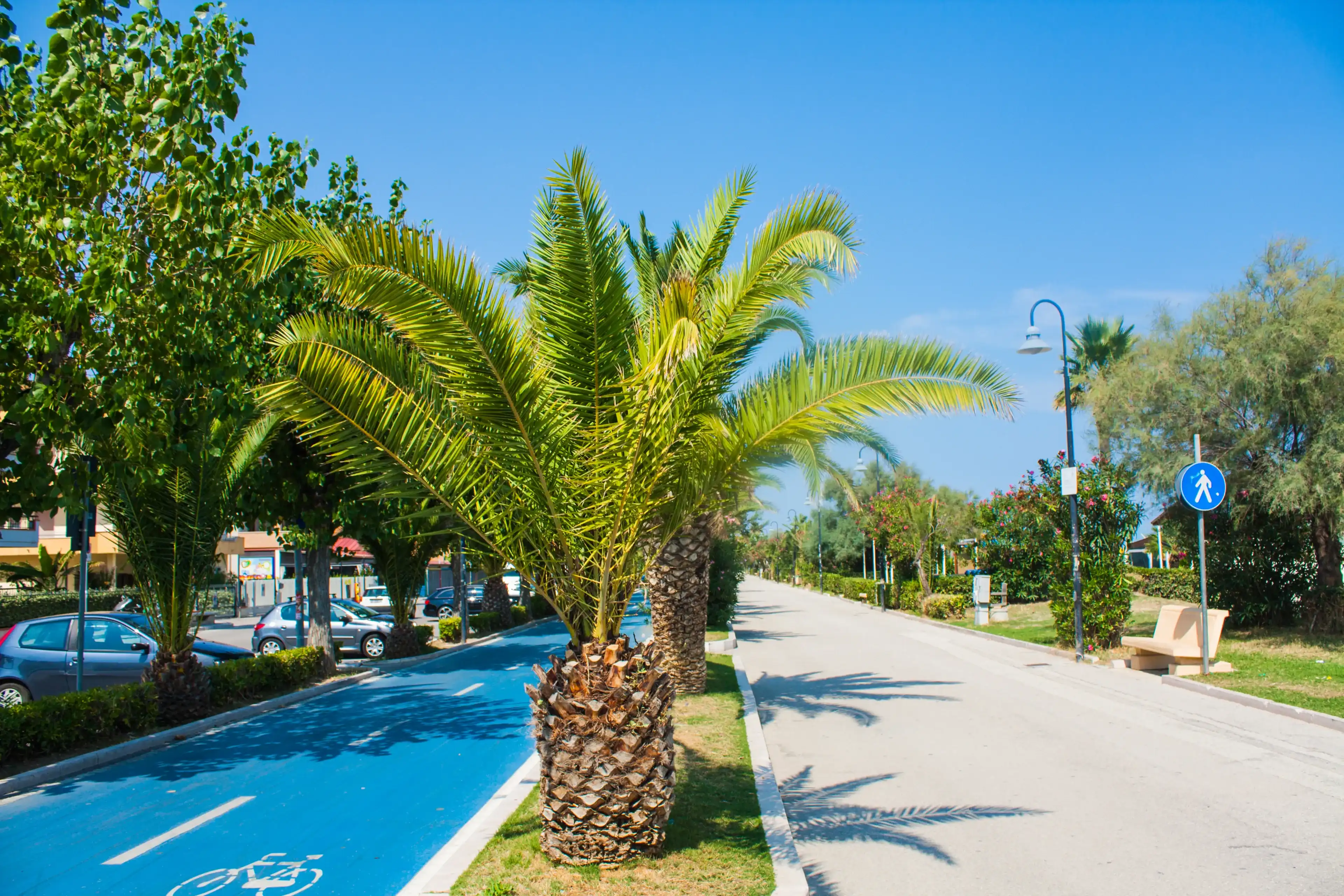 Adriatic sea coast. Seashore of city Alba Adriatica in Italy, Palm trees on summer sunny day Adriatic sea coast. Seashore of city Alba Adriatica in Italy, Palm trees on summer sunny day