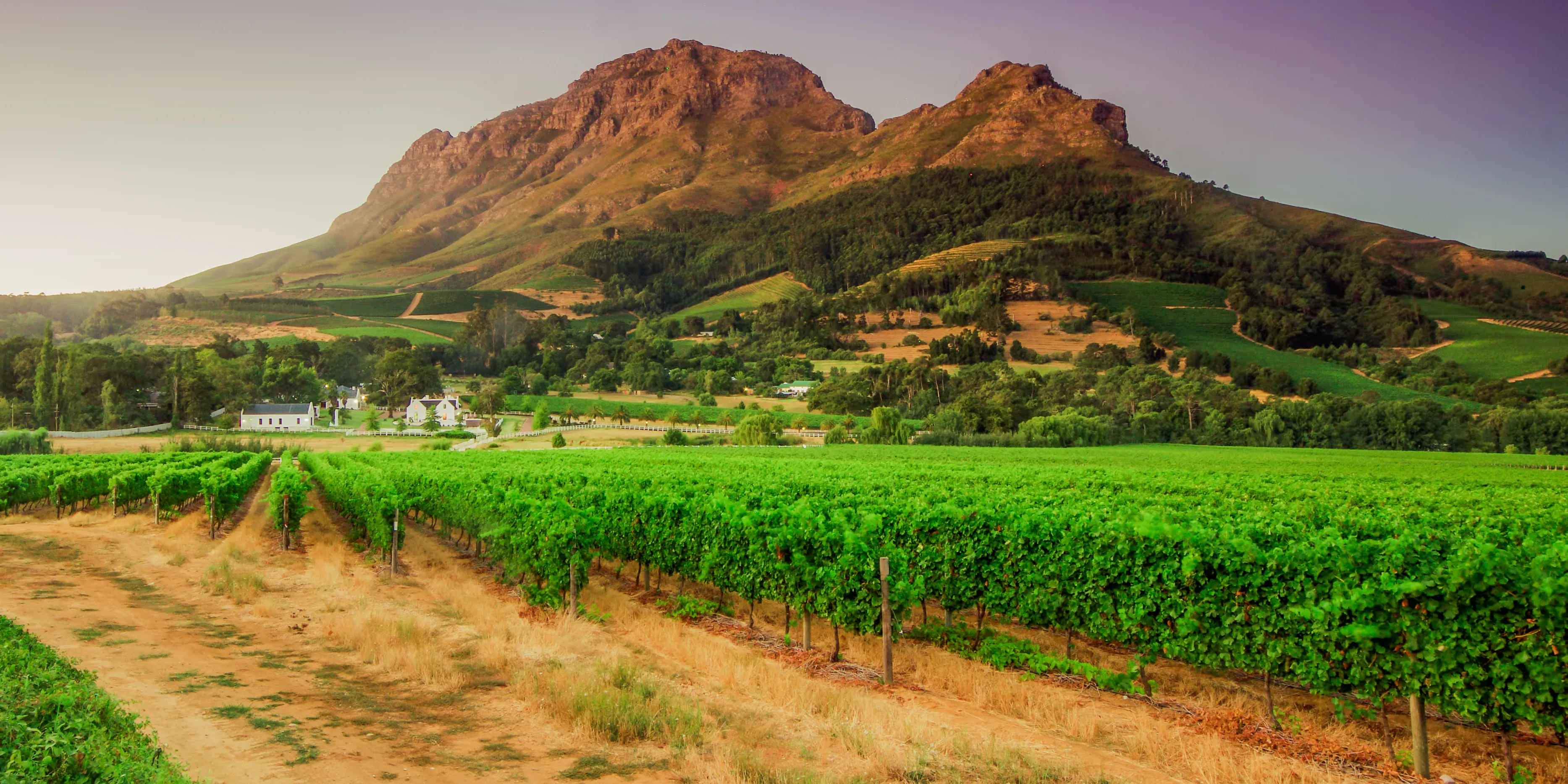 vineyards and Helderberg Mountain near Stellenbosch at sunset, Western Cape, South Africa on the 11th of febuary 2010 in Stellenbosch, South Africa. 