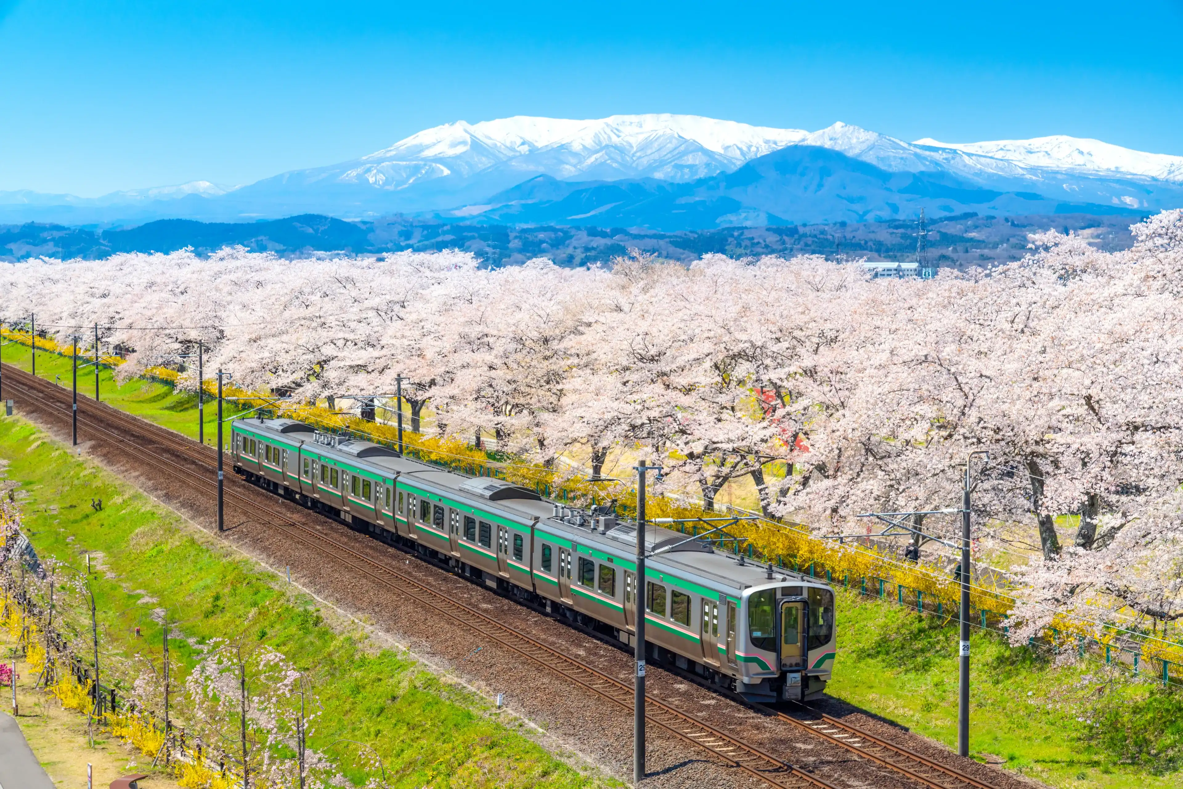 Japan landscape scenic view of JR Tohoku train with full bloom of sakura and cherry blossom, hitome senbonzakura, tohoku, asia with snow mountain in spring season. Beautiful sakura spot view in japan. Japan landscape scenic view of JR Tohoku train with full bloom of sakura and cherry blossom, hitome senbonzakura, tohoku, asia with snow mountain in spring season. Beautiful sakura spot view in japan.