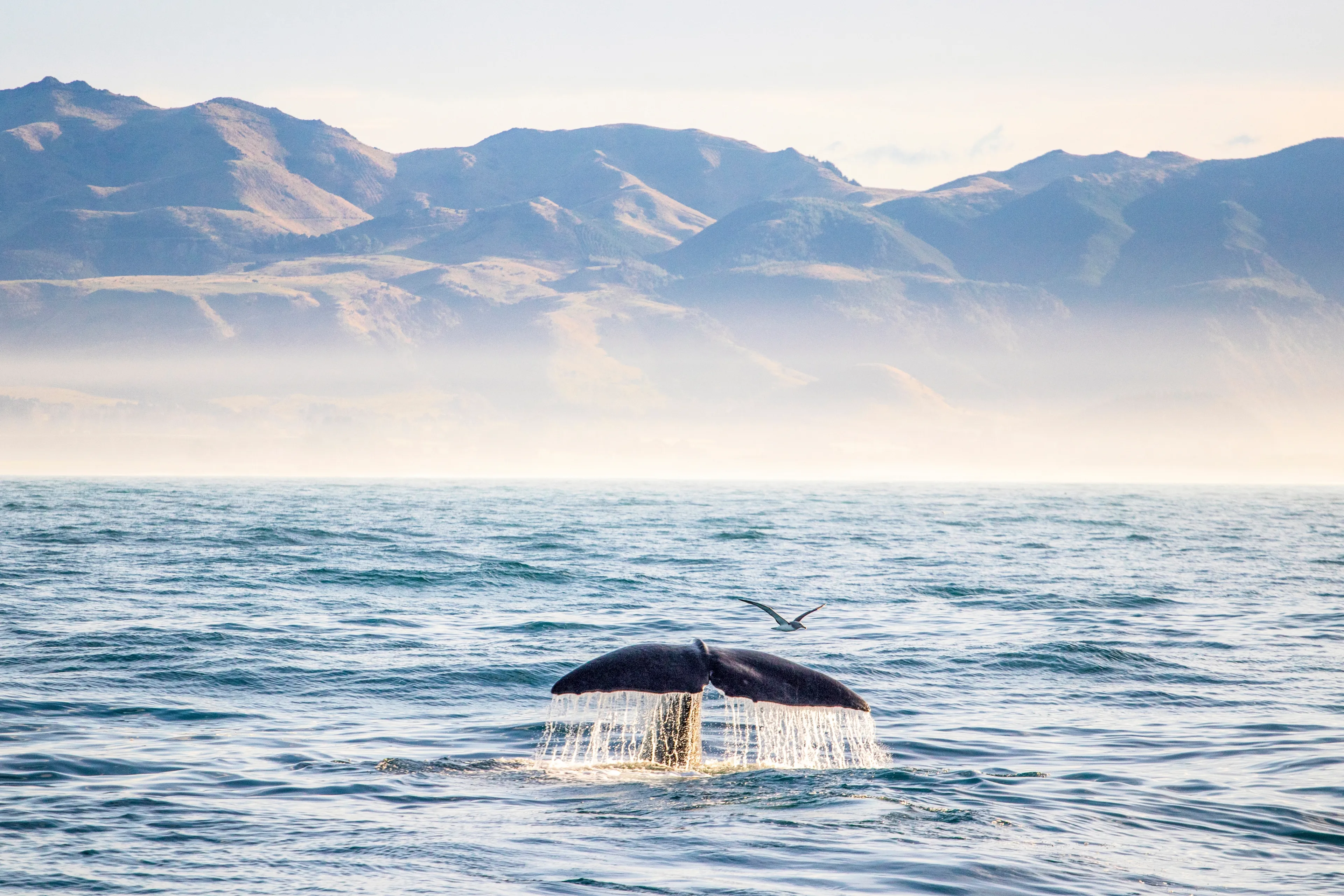 shooting wale in Kaikoura New Zealand