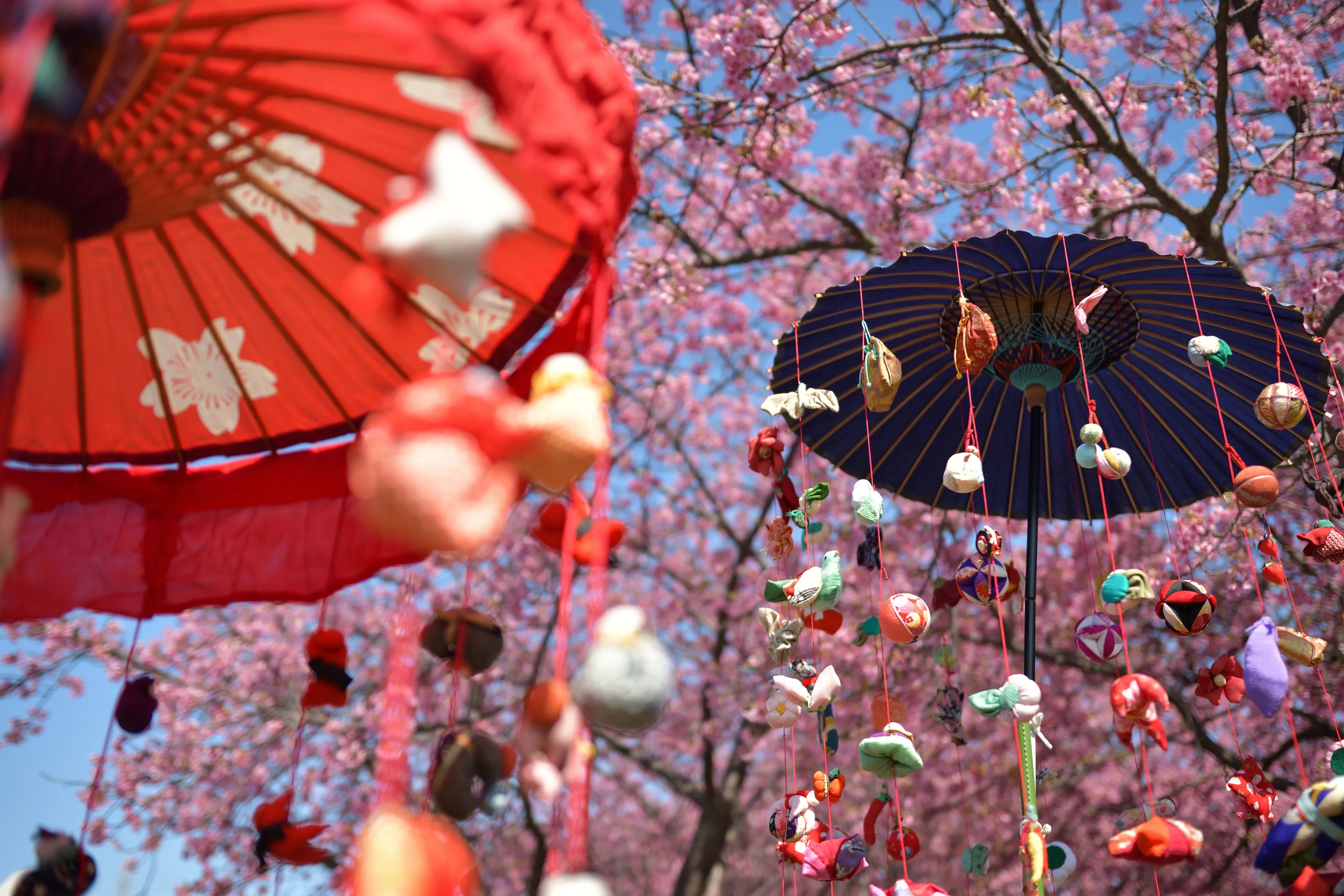 Kawazu cherry blossoms in full bloom, umbrella and sarubobo (baby doll)