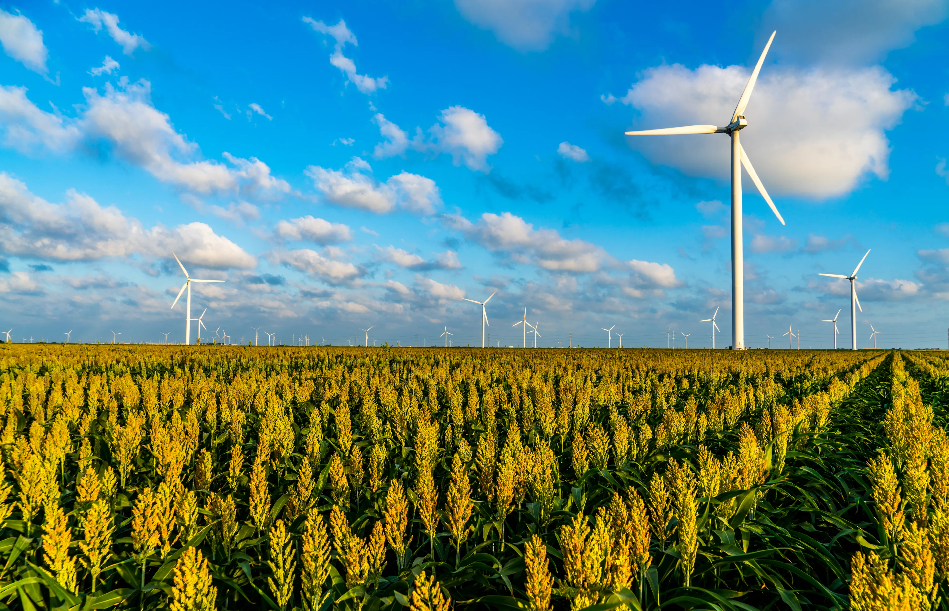 Golden hour sunset at Wind turbine Farm producing clean renewable energy with agriculture corn fields along the Texas gulf coast north of the Corpus Christi Bay in Taft , Texas with rows and rows