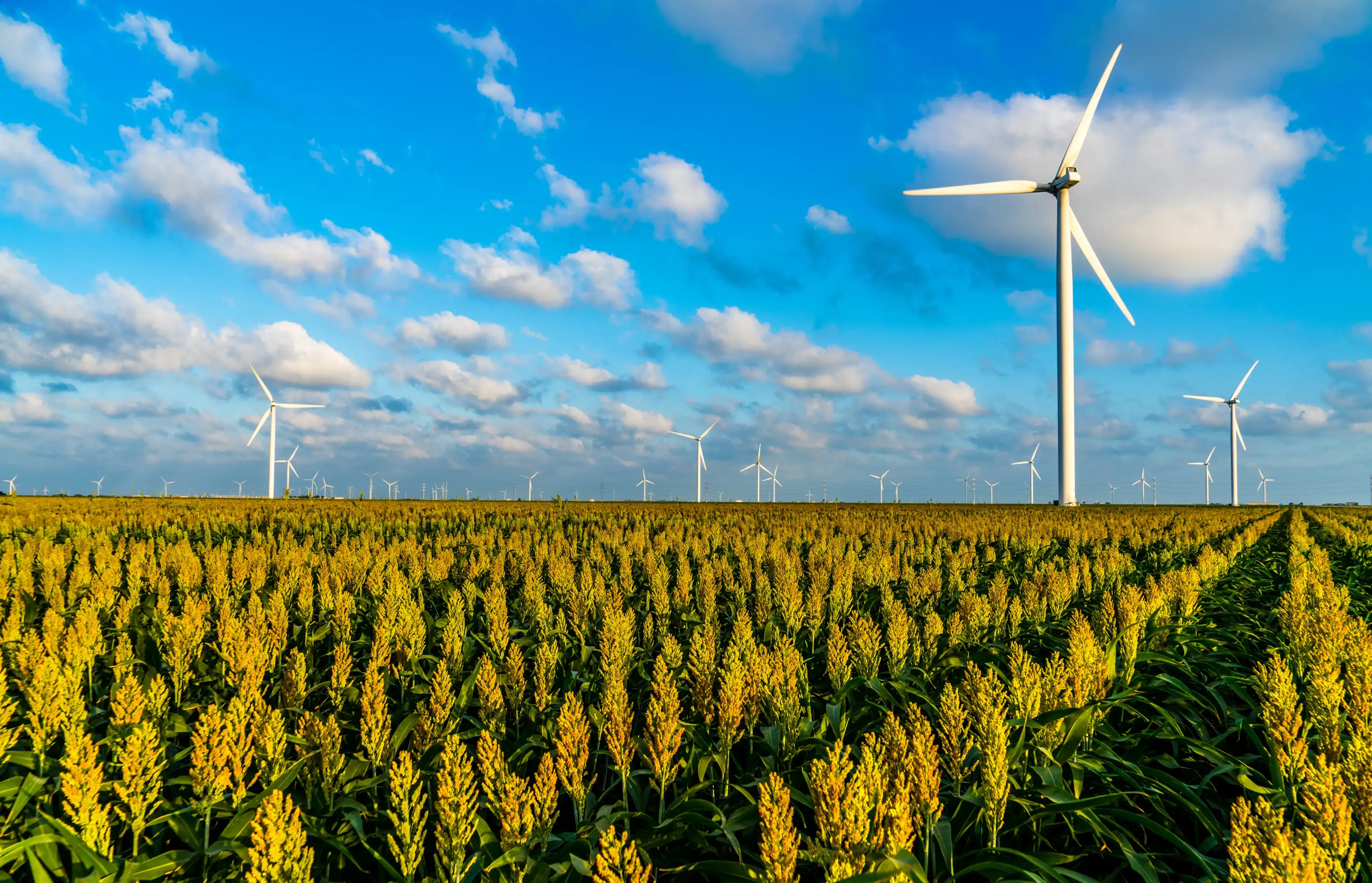 Golden hour sunset at Wind turbine Farm producing clean renewable energy with agriculture corn fields along the Texas gulf coast north of the Corpus Christi Bay in Taft , Texas with rows and rows Golden hour sunset at Wind turbine Farm producing clean renewable energy with agriculture corn fields along the Texas gulf coast north of the Corpus Christi Bay in Taft , Texas with rows and rows