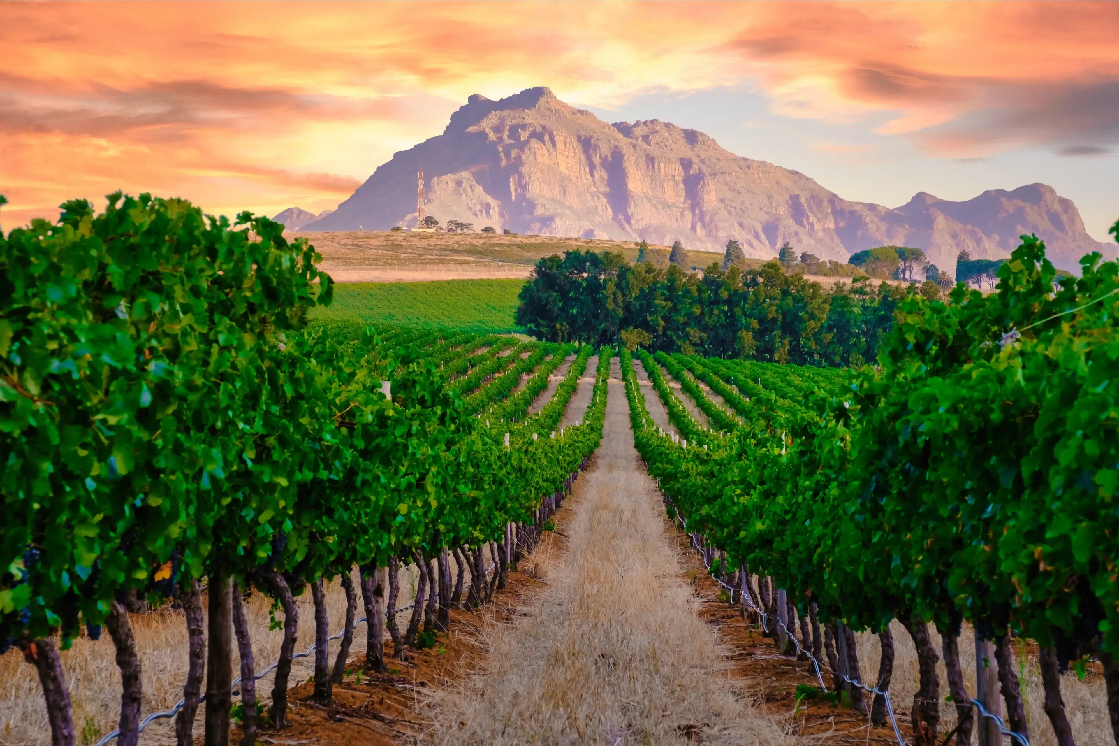 Vineyard landscape at sunset with mountains in Stellenbosch near Cape Town South Africa. wine grapes on the vine in the vineyard Western Cape South Africa Stellenbosch mountains Vineyard landscape at sunset with mountains in Stellenbosch near Cape Town South Africa. wine grapes on the vine in the vineyard Western Cape South Africa Stellenbosch mountains