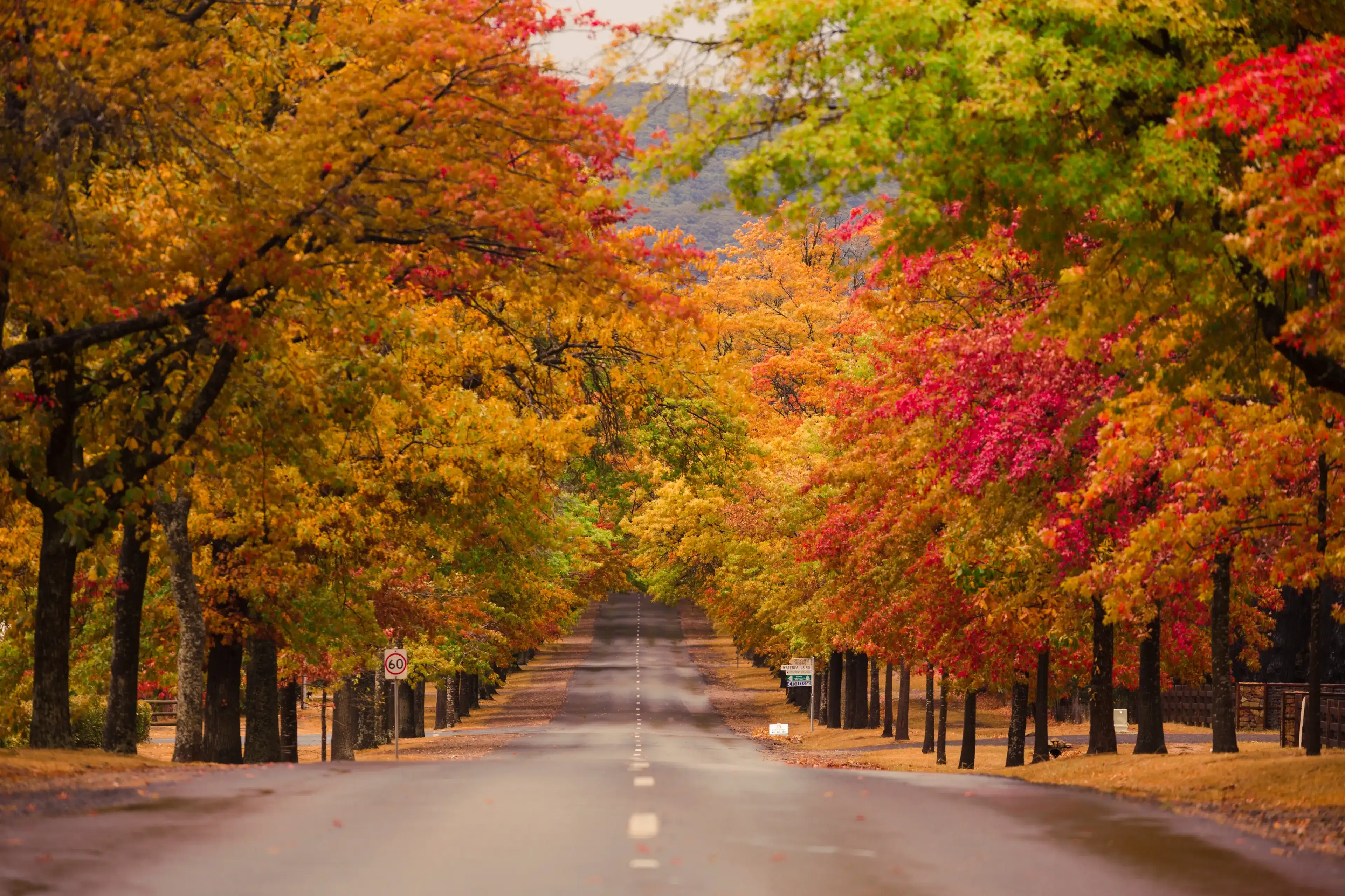Beautiful Trees in Autumn Lining Street in Macedon, Victoria. Beautiful Trees in Autumn Lining Street in Macedon, Victoria.