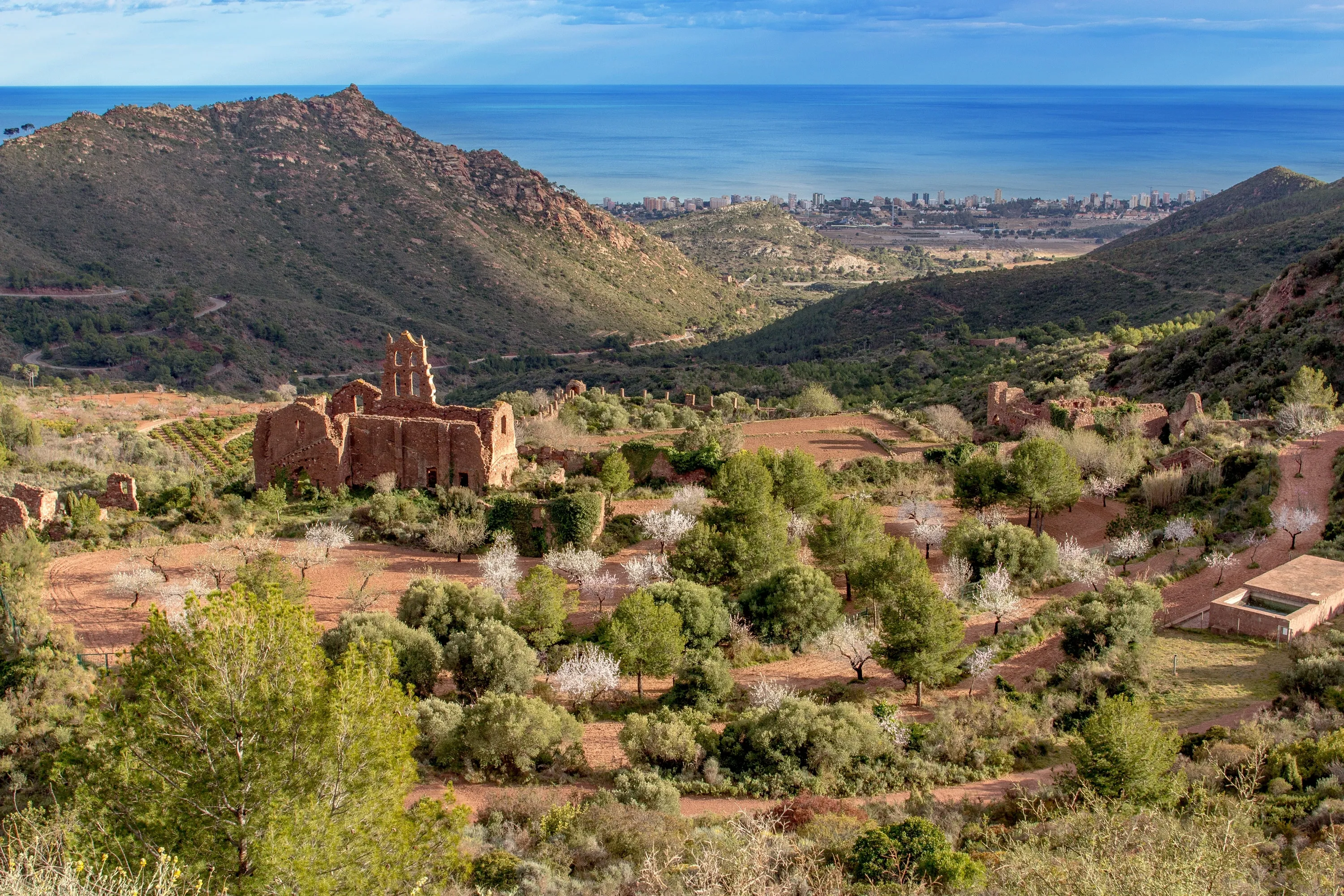Almond trees in Benicàssim, Spain