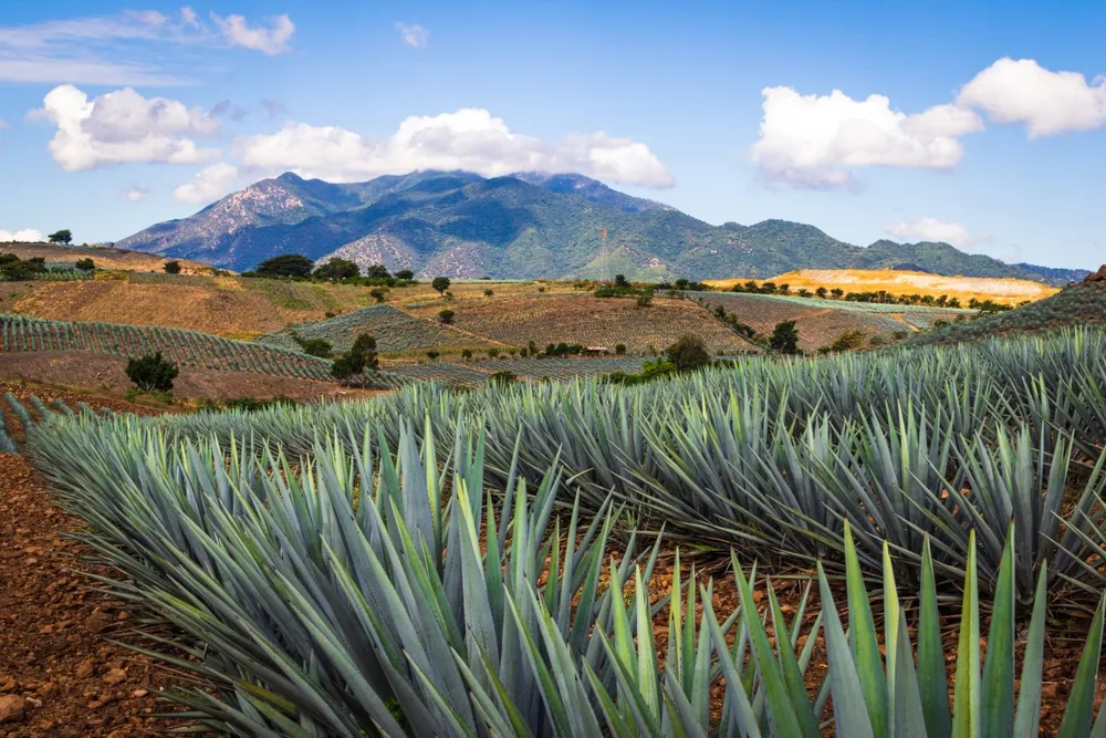 Agave fields view in Tequila, Jalisco, Mexico. Vanishing point perspective. Colorful landscape with agave. 