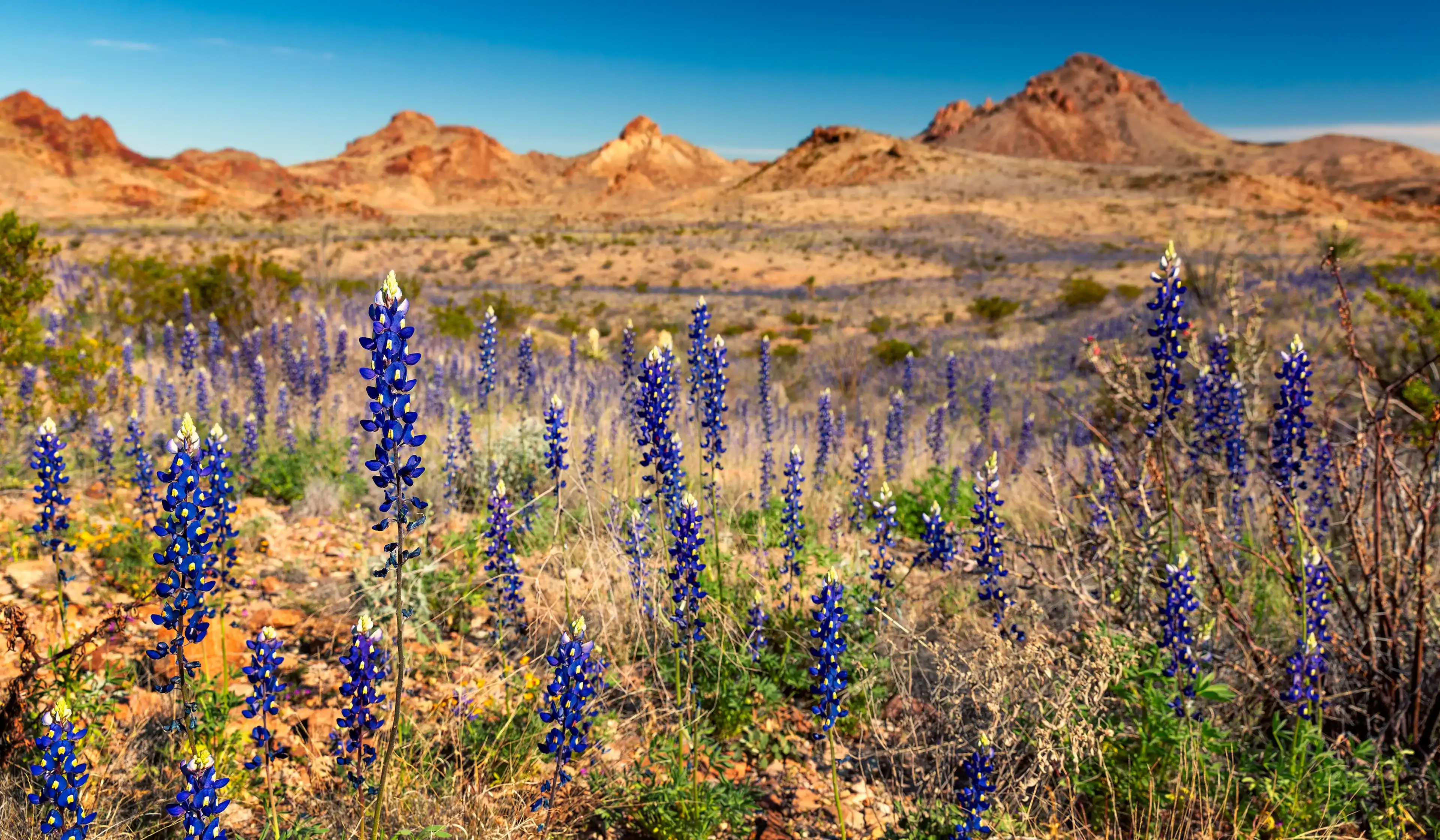 Bluebonnets bloom in Big Bend National Park, Texas Bluebonnets bloom in Big Bend National Park, Texas