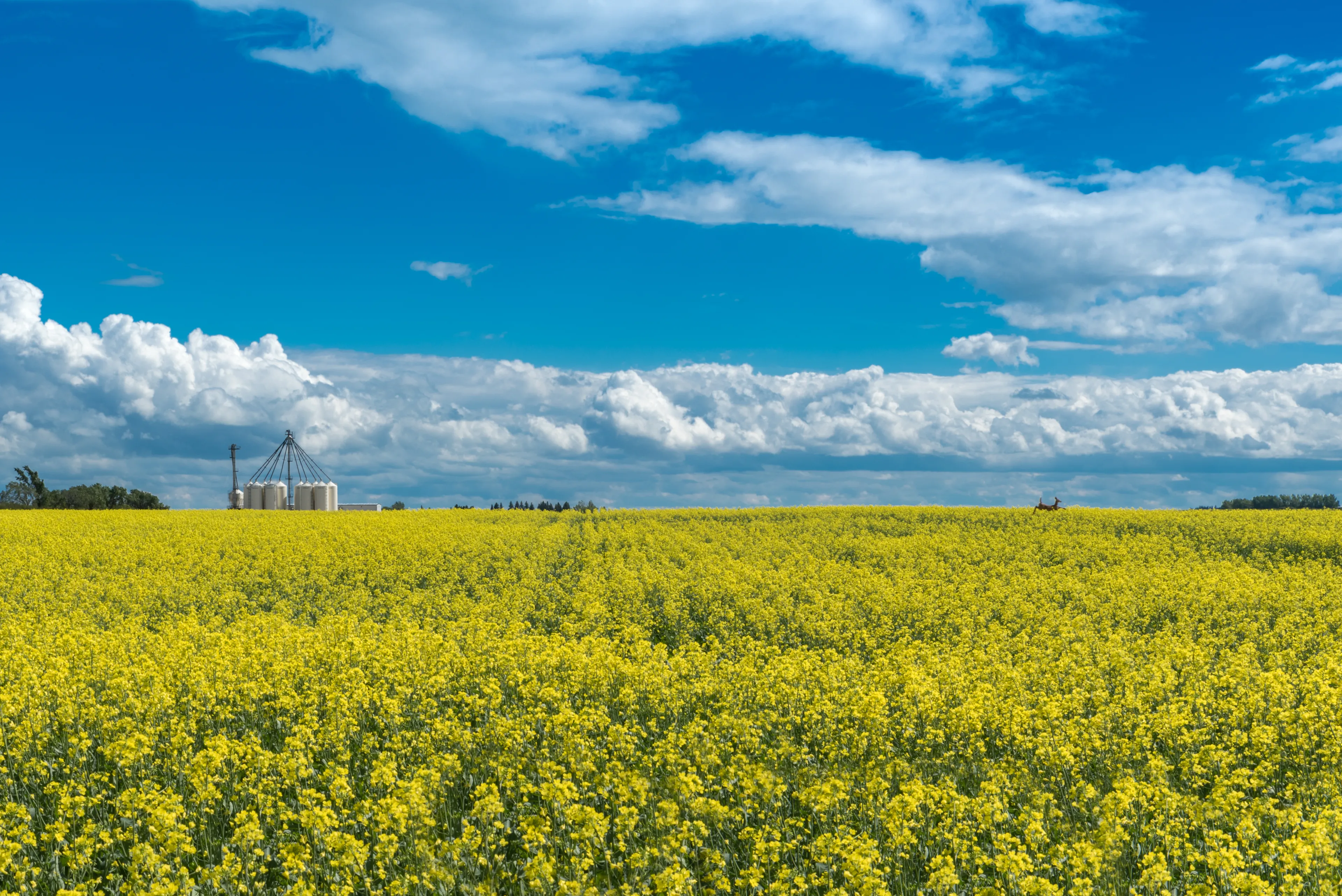 Canola field in bloom and a deer jumping through it with a fertilizer plant in the background outside of Swift Current, Saskatchewan, Canada