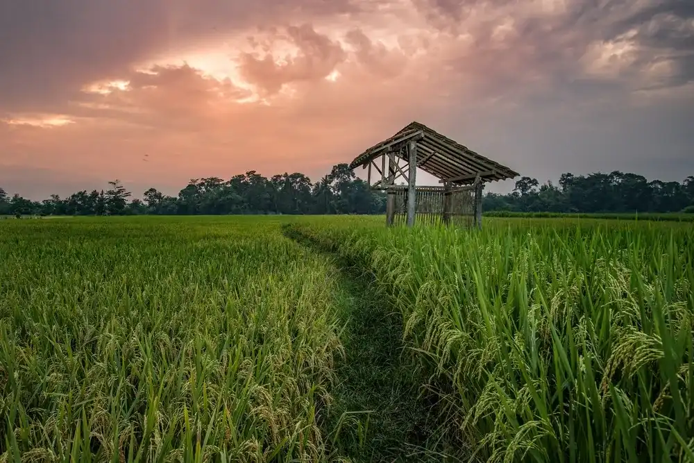 Blitar, Indonesia - 28 March 2022: High iso beautiful morning rice field atmosphere with a sky red like fire. Blitar, Indonesia - 28 March 2022: High iso beautiful morning rice field atmosphere with a sky red like fire.