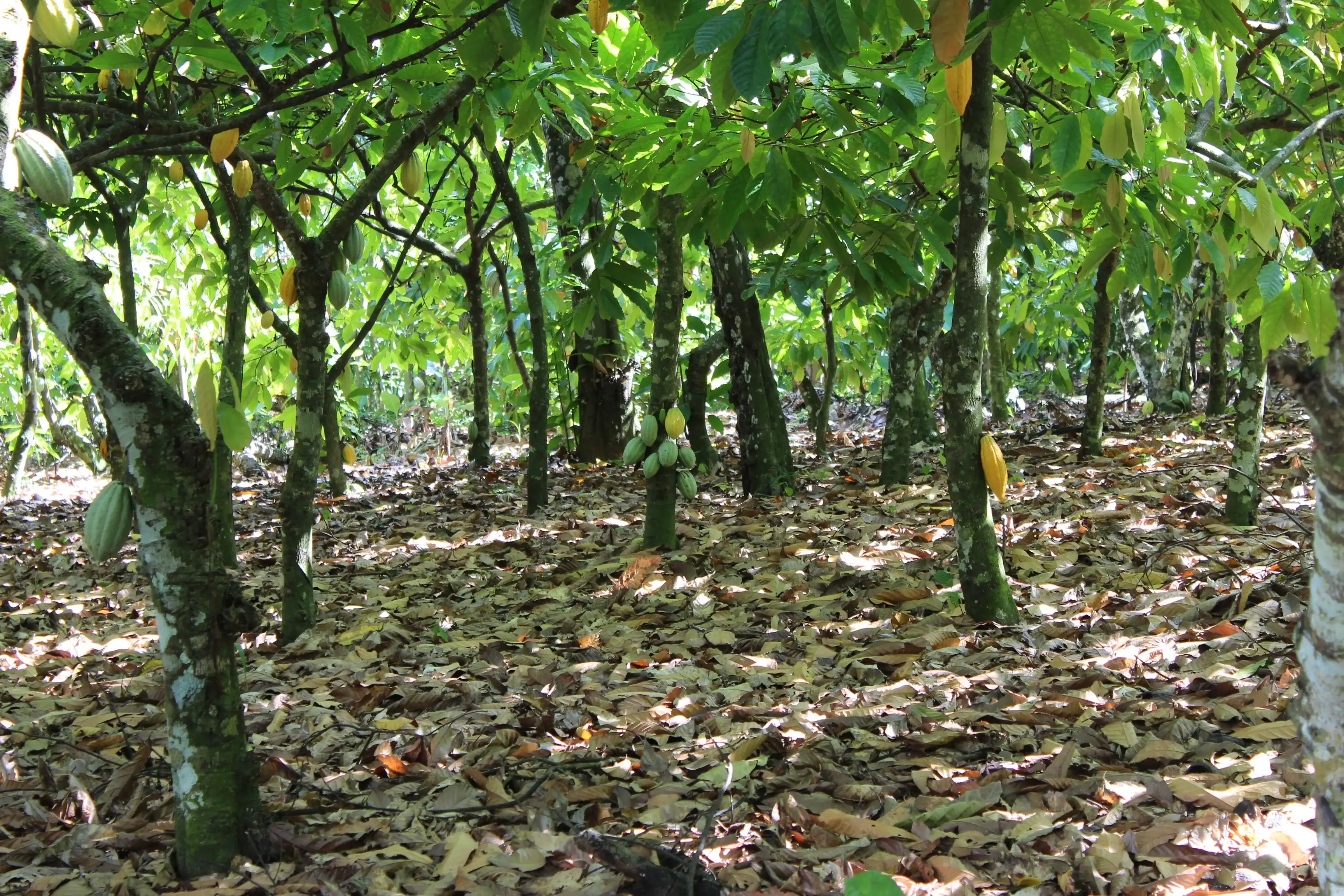 Cocoa trees in organic farming reserve from Hato Mayor, Dominican Republic Cocoa trees in organic farming reserve from Hato Mayor, Dominican Republic