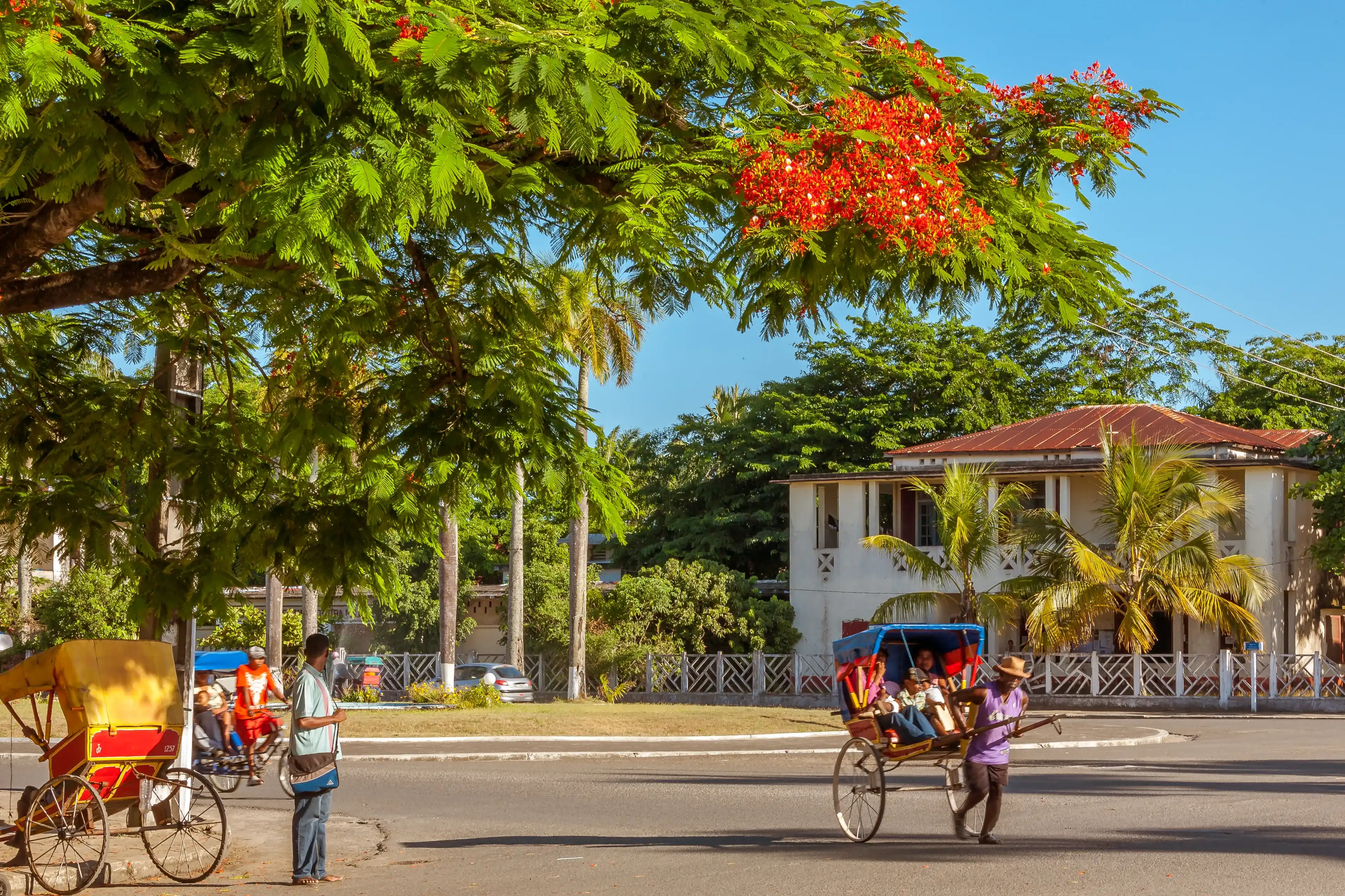 Toamasina, Madagascar, November 23, 2016: Traditional rickshaws (pousse-pousse) under a flamboyant tree in Toamasina (Tamatave), East of Madagascar Toamasina, Madagascar, November 23, 2016: Traditional rickshaws (pousse-pousse) under a flamboyant tree in Toamasina (Tamatave), East of Madagascar