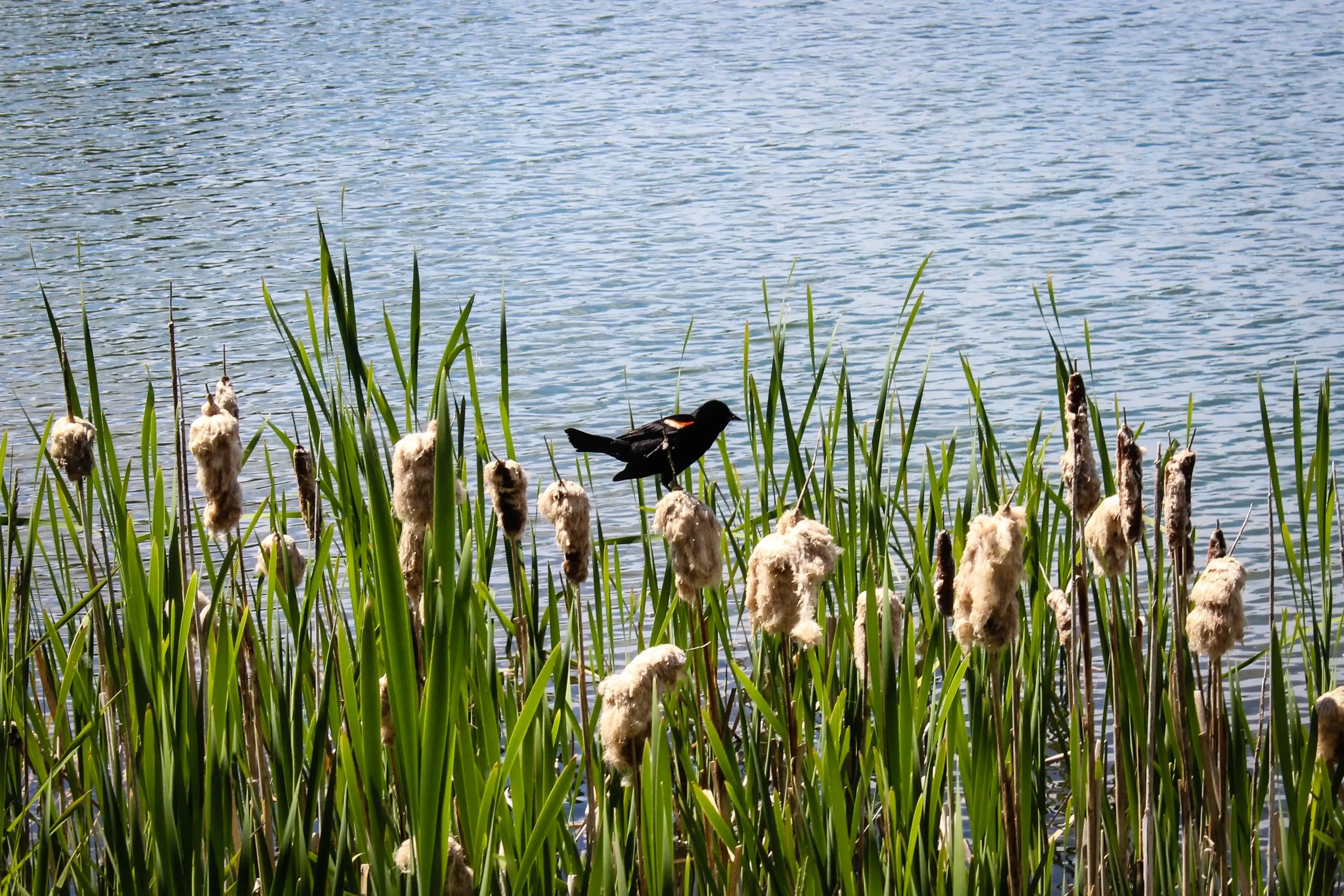 Best Whitecourt hotels. Cheap hotels in Whitecourt, Alberta, Canada Best Whitecourt hotels. Cheap hotels in Whitecourt, Alberta, Canada