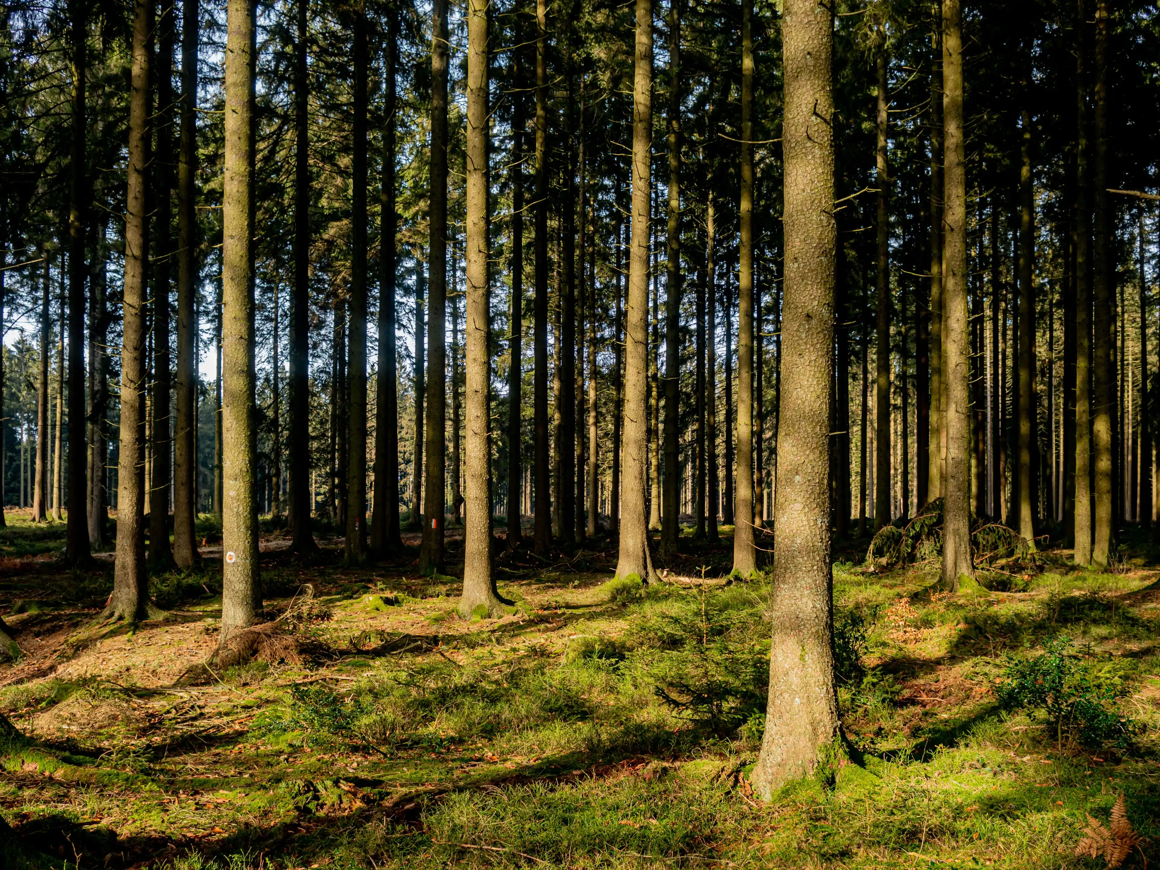 Best Stoumont hotels. Cheap hotels in Stoumont, Belgium Best Stoumont hotels. Cheap hotels in Stoumont, Belgium