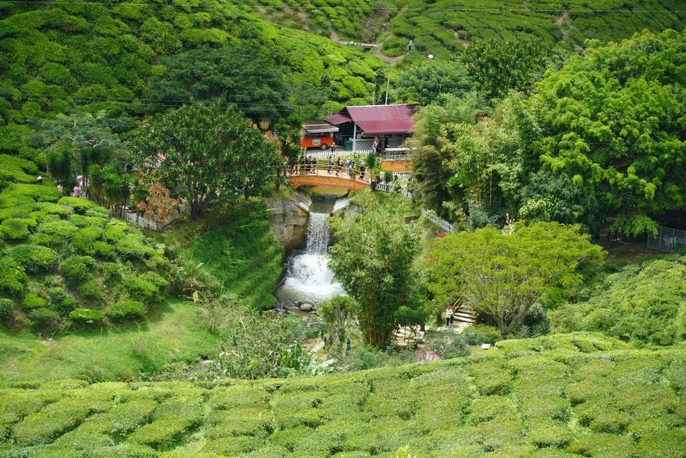 Cameron Highlands, Malaysia-October 30, 2023; view of Bharat's tea plantation, located at Tanah Rata, Cameron Highlands, Pahang