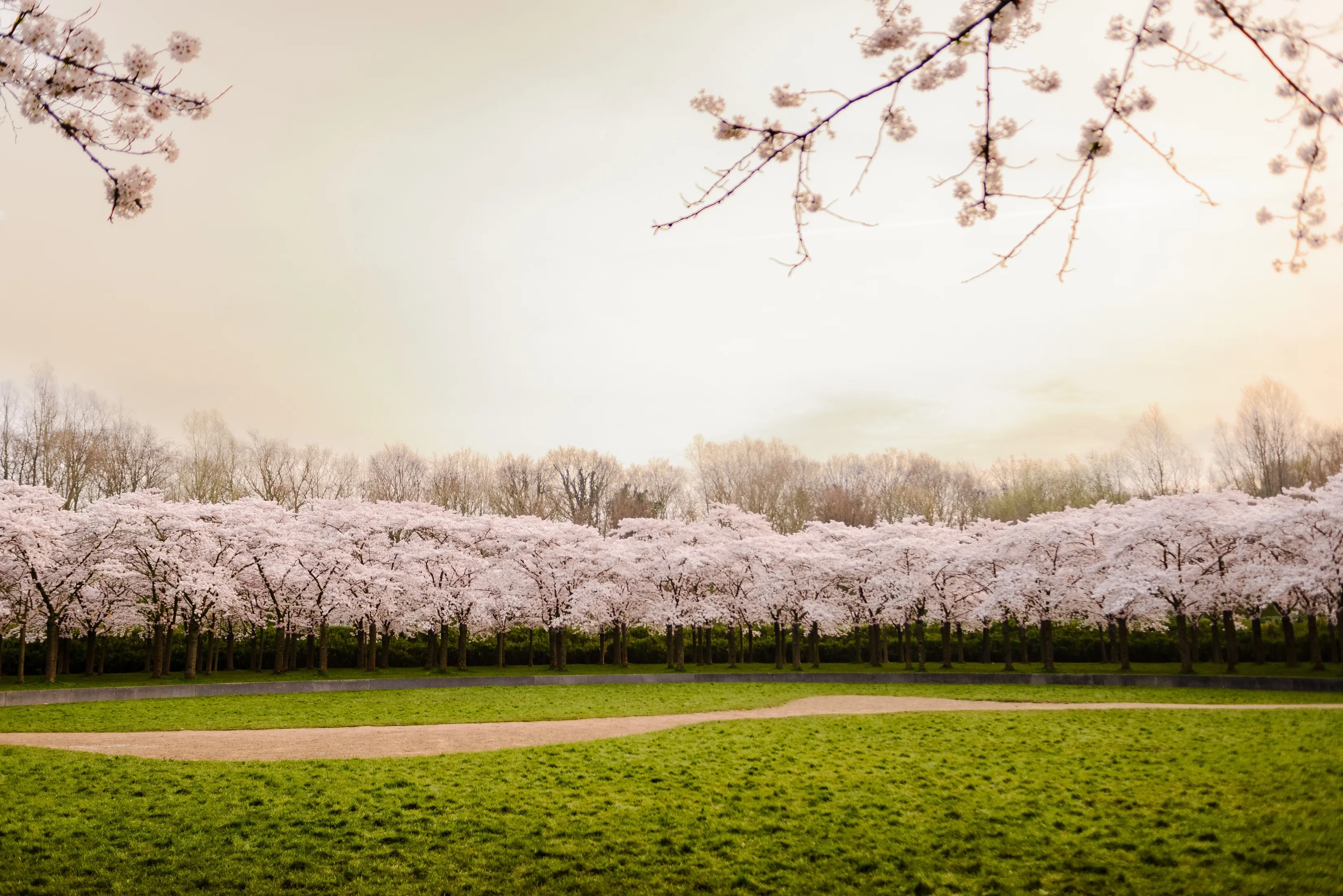 Cheery blossom trees during sunrise at Bloesempark in Amstelveen, The Netherlands, during march