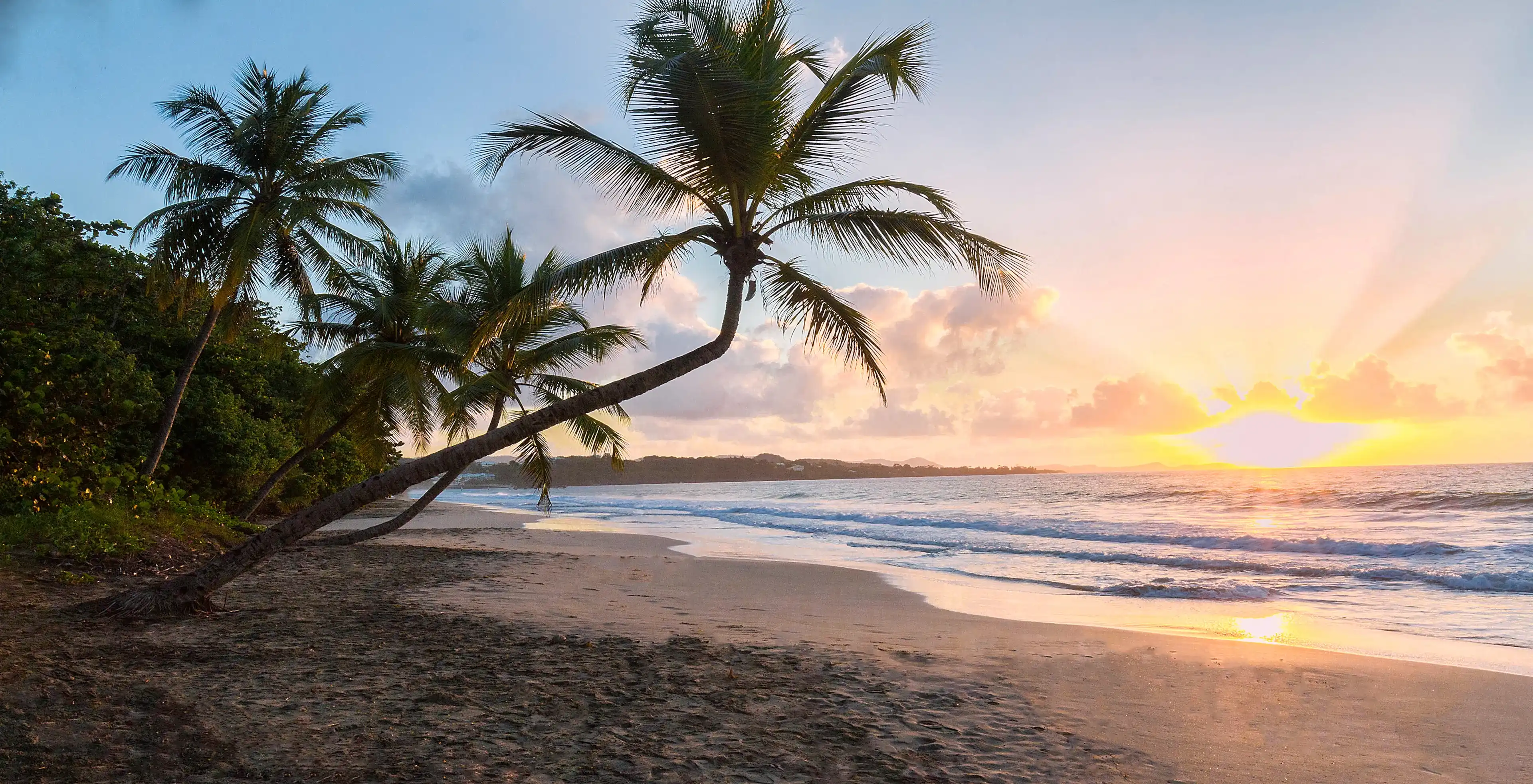 Sunset, paradise beach and palm tree, Martinique island, French West Indies. Sunset, paradise beach and palm tree, Martinique island, French West Indies.