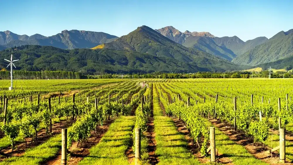 Vineyard Splendor: Scenic Beauty of Blenheim, Marlborough, South Island, New Zealand Vineyard Splendor: Scenic Beauty of Blenheim, Marlborough, South Island, New Zealand