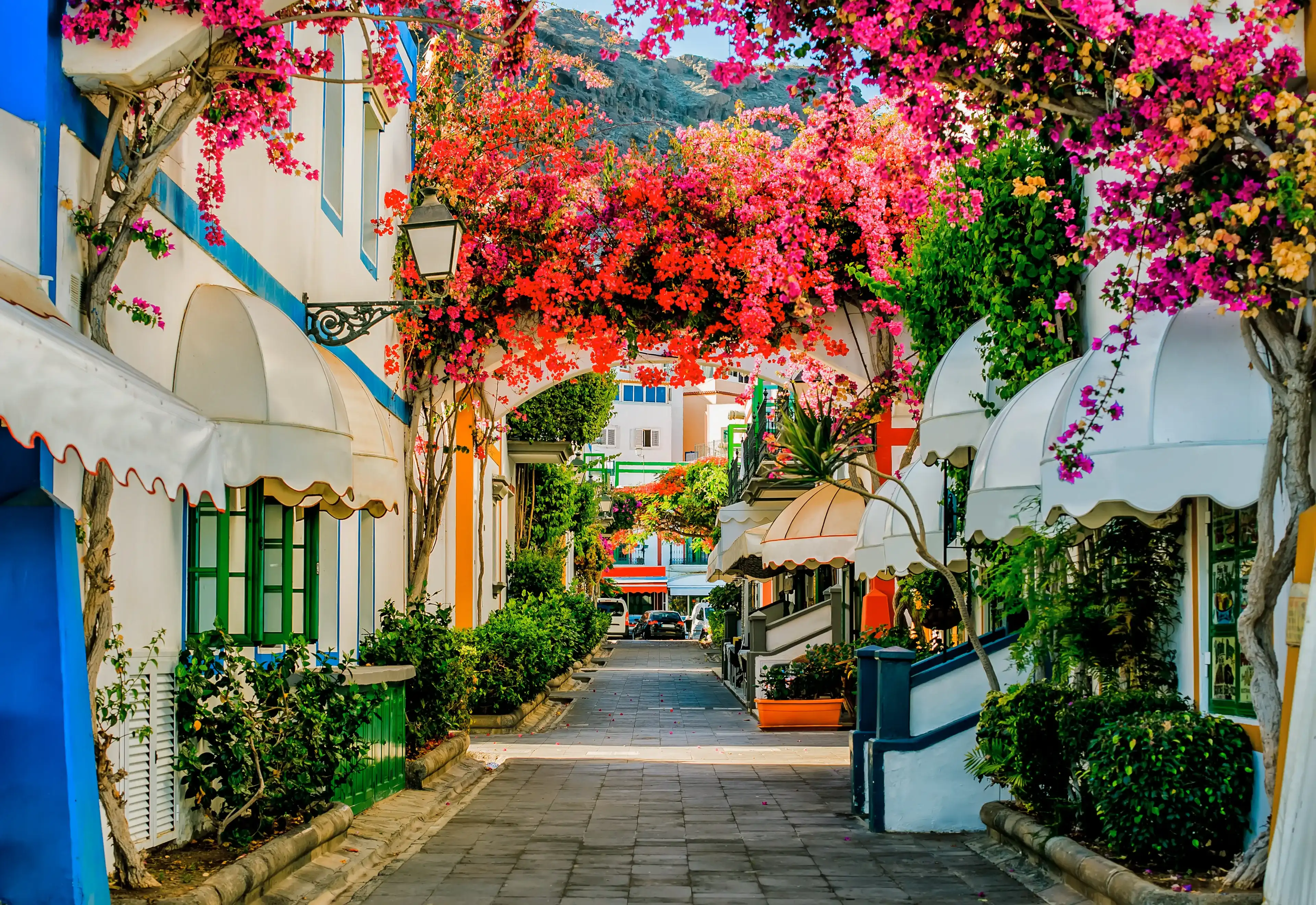 Street with white houses colonia shown in Puerto de Mogan, Spain. Favorite vacation place for tourists and locals on island. Little suburban street full of green and blooming trees. Jacaranda. Street with white houses colonia shown in Puerto de Mogan, Spain. Favorite vacation place for tourists and locals on island. Little suburban street full of green and blooming trees. Jacaranda.