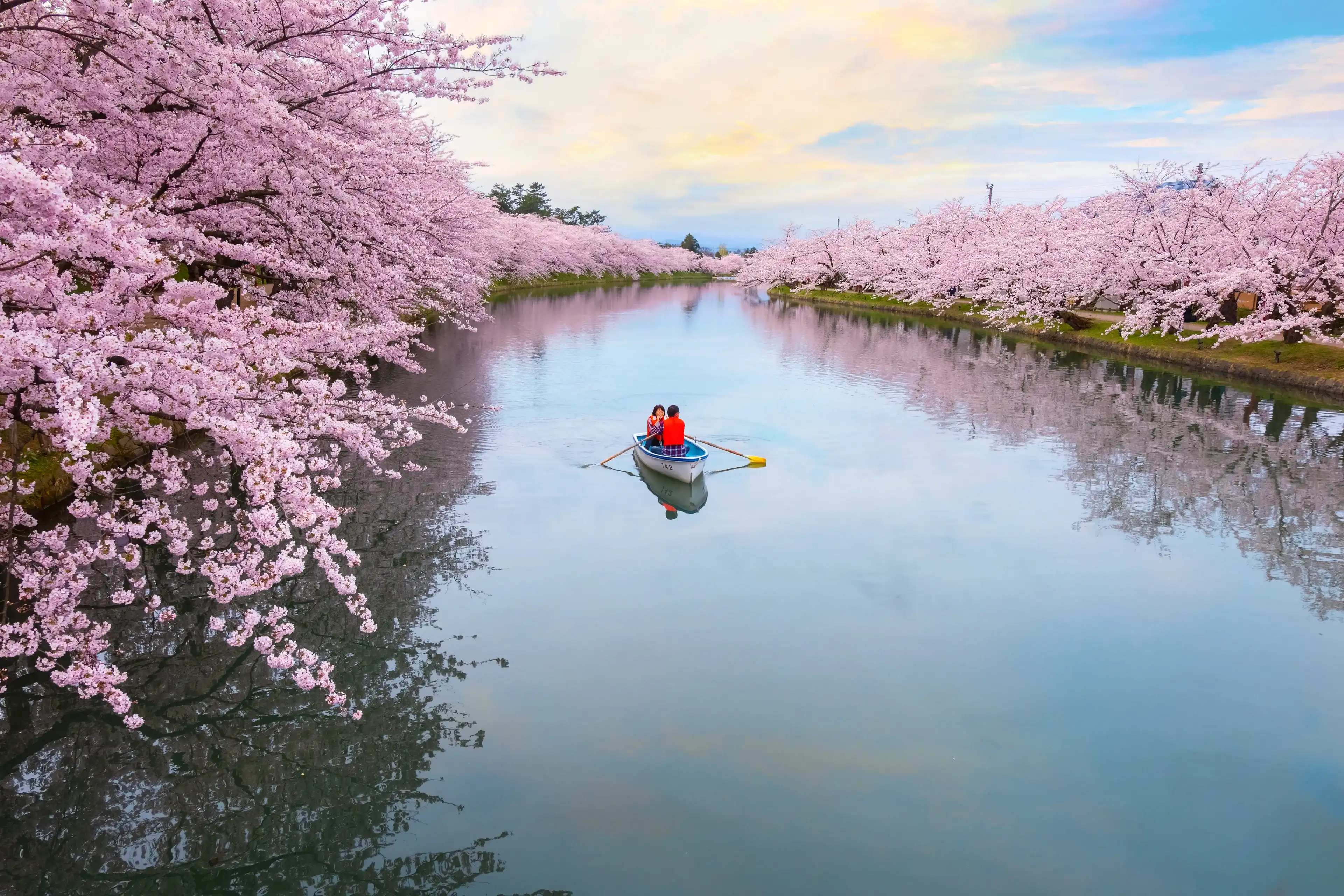 Hirosaki, Japan - April 23 2018: Full bloom Sakura - Cherry Blossom at Hirosaki park, one of the most beautiful sakura spot in Tohoku region and Japan Hirosaki, Japan - April 23 2018: Full bloom Sakura - Cherry Blossom at Hirosaki park, one of the most beautiful sakura spot in Tohoku region and Japan