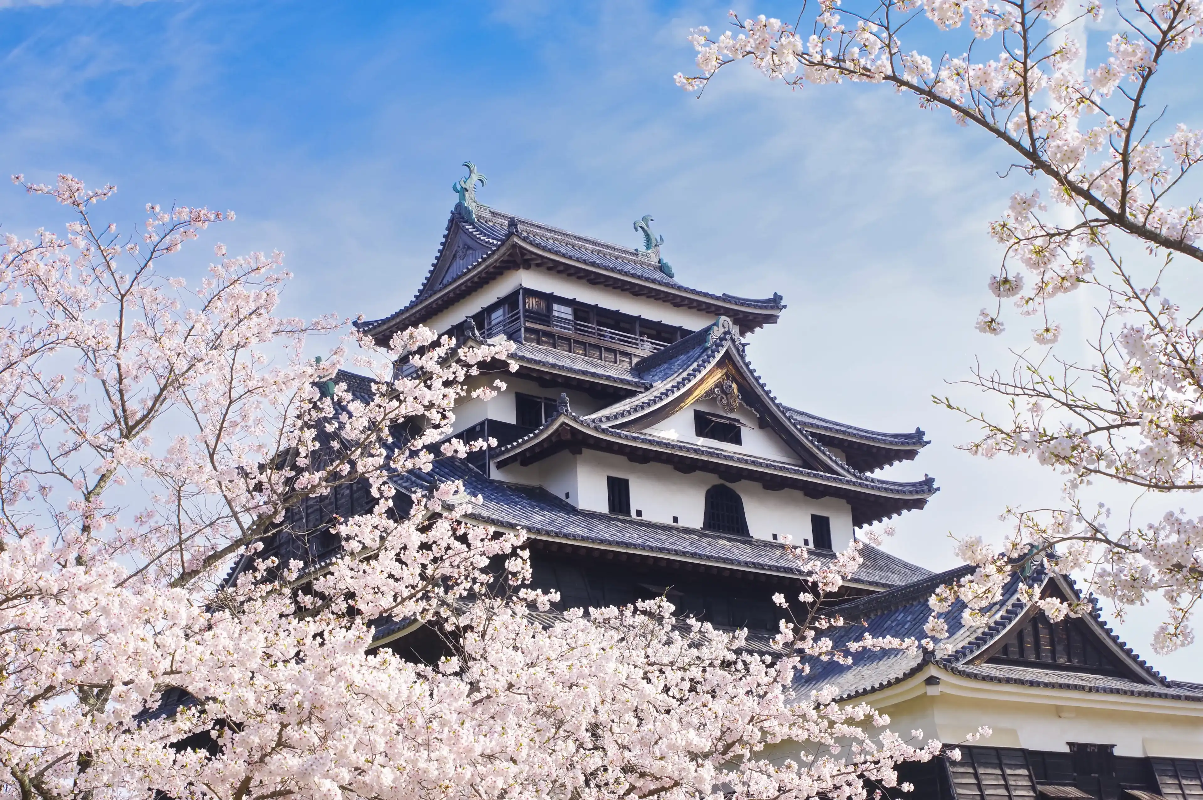 Matsue Castle in Shimane Prefecture, Japan. Cherry blossoms in full bloom and Matsue Castle. Matsue Castle in Shimane Prefecture, Japan. Cherry blossoms in full bloom and Matsue Castle.