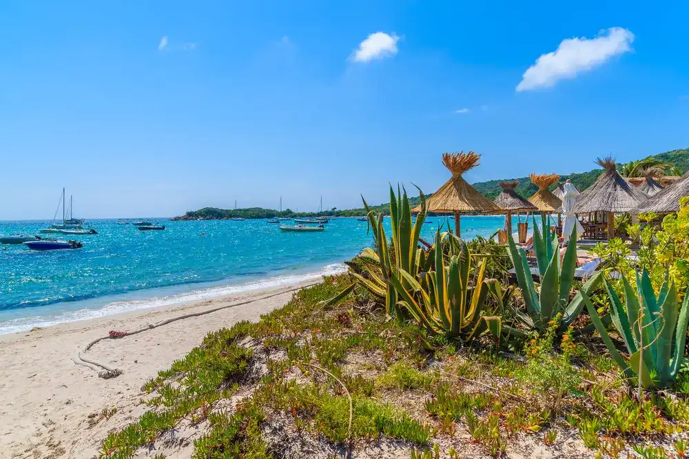 Tropical agave plants on beautiful beach in Saint Cyprien coastal town, Corsica island, France Tropical agave plants on beautiful beach in Saint Cyprien coastal town, Corsica island, France