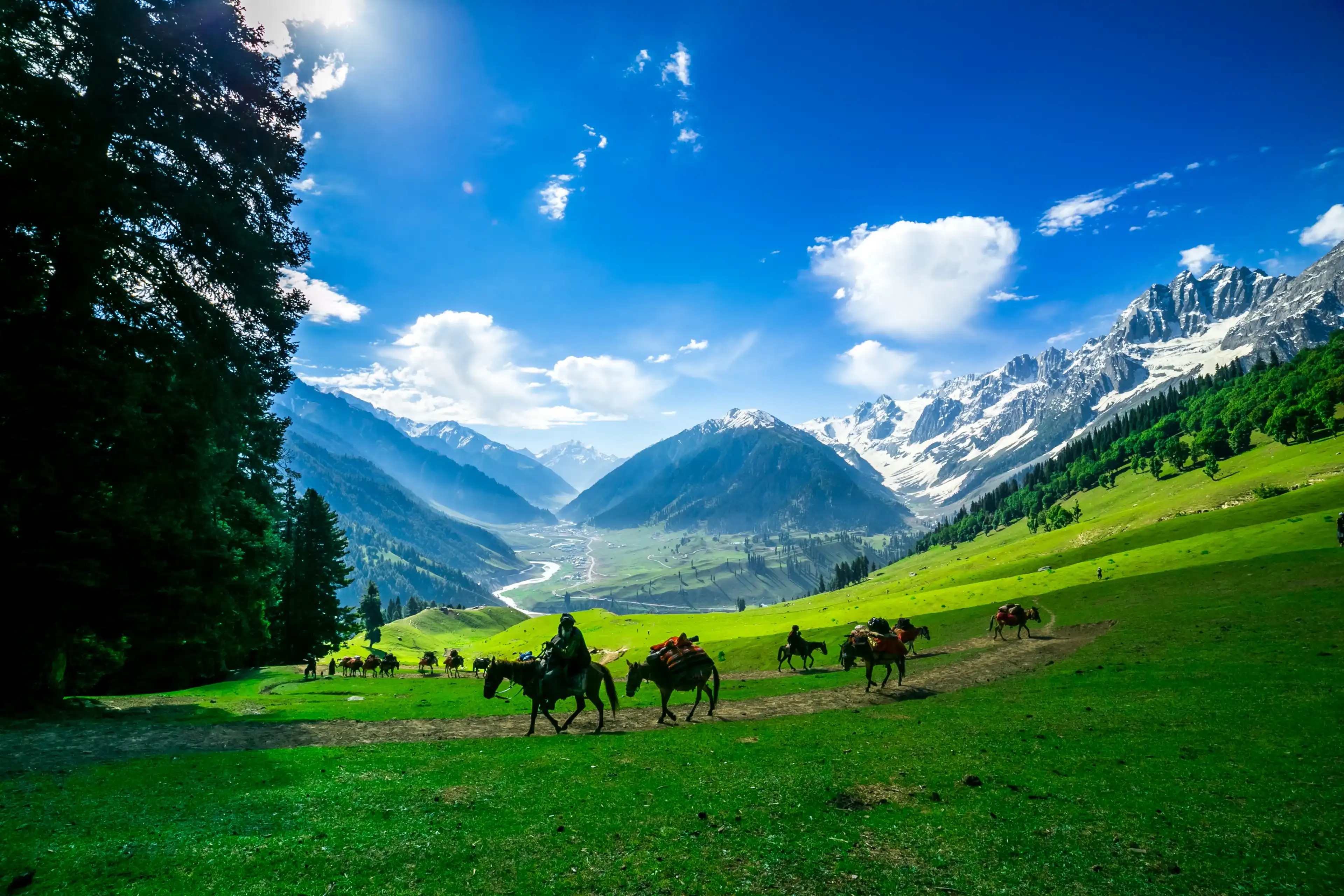 Horses Grazing on a Hill,kashmir Horses Grazing on a Hill,kashmir