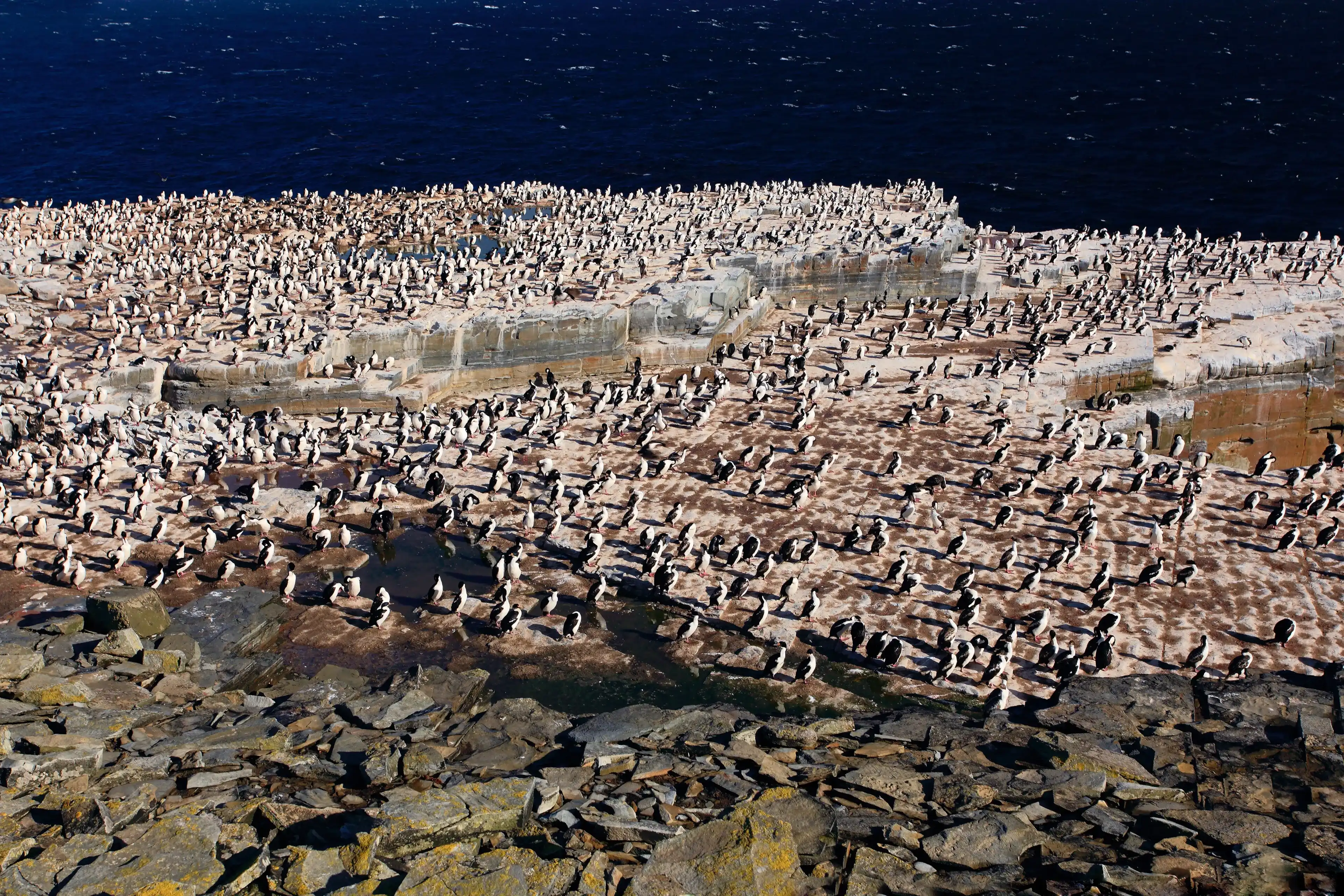 Big bird colony, penguins and cormorants, with rock and dark blue sky, Sea Lion Island, Falkland Islands. Big bird colony, penguins and cormorants, with rock and dark blue sky, Sea Lion Island, Falkland Islands.