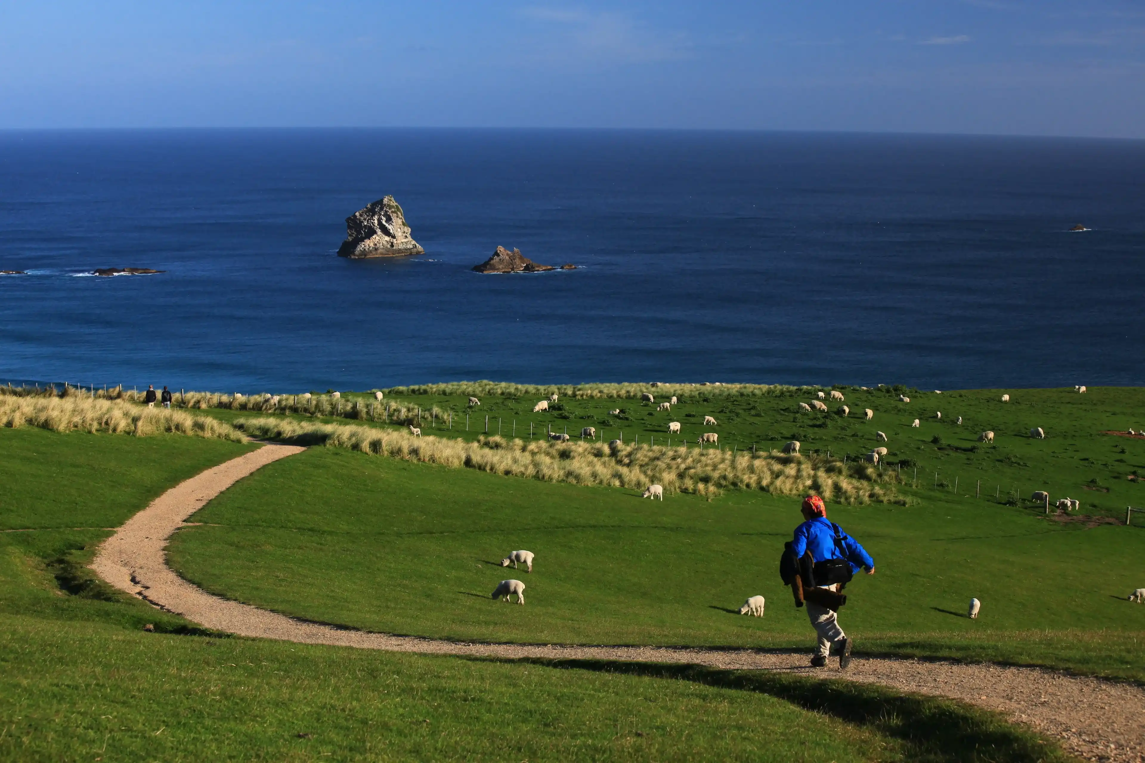 Green hills and Blue Ocean, Coastal Otago, New Zealand Green hills and Blue Ocean, Coastal Otago, New Zealand