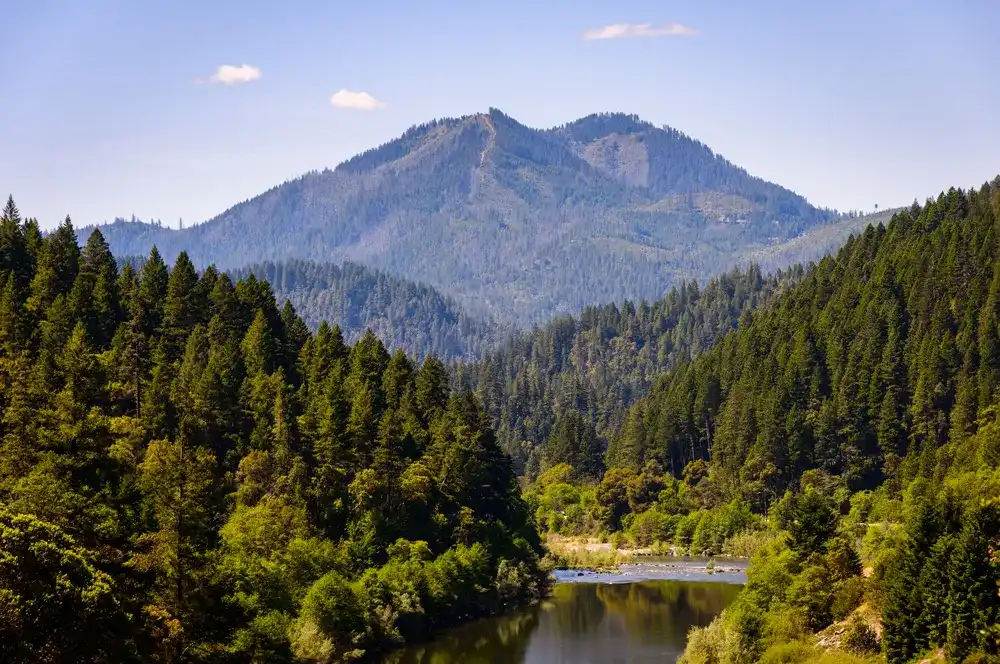 Ancient Forest Ancient Forest