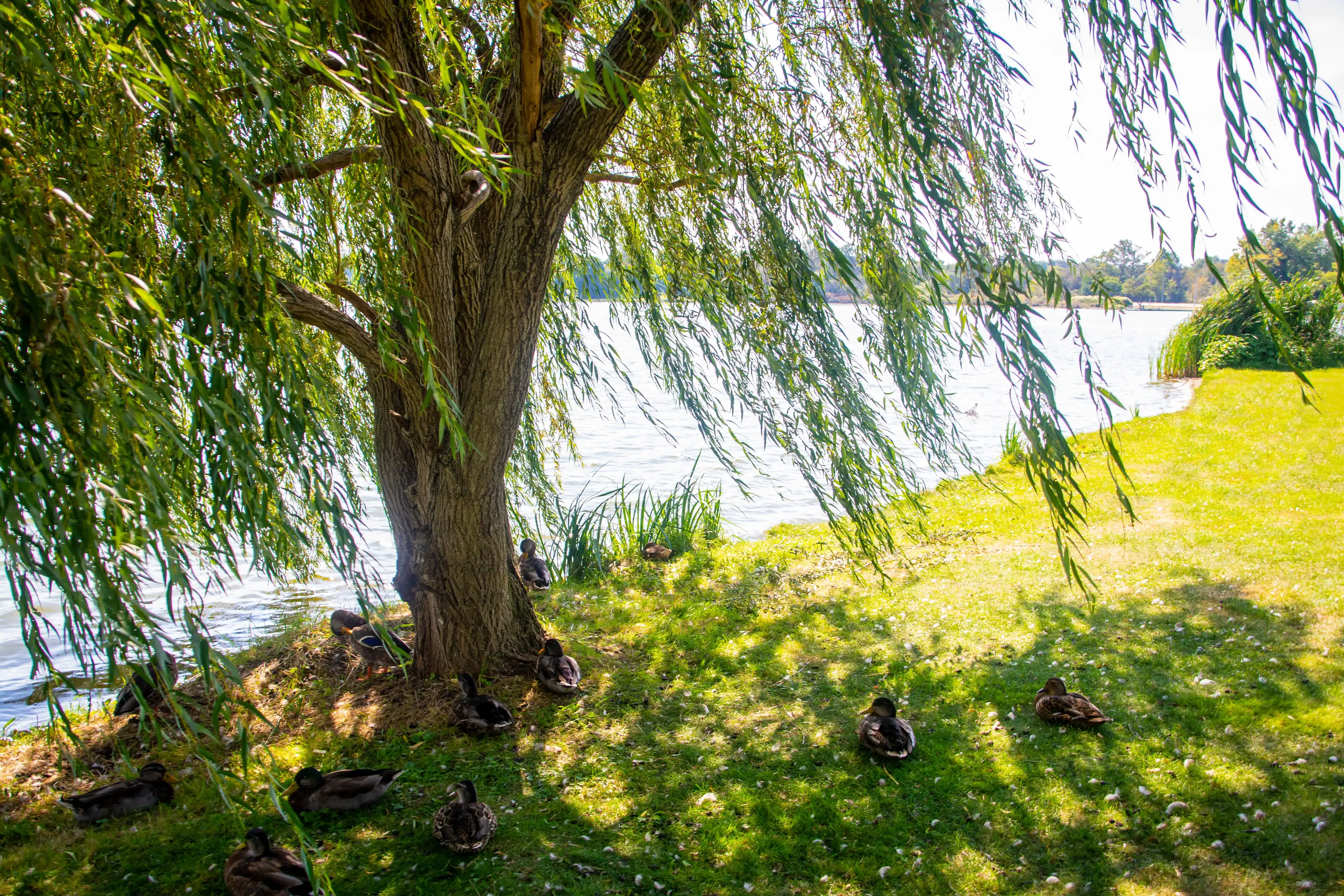 Best Springfield hotels. Cheap hotels in Springfield, Ohio, United States Best Springfield hotels. Cheap hotels in Springfield, Ohio, United States