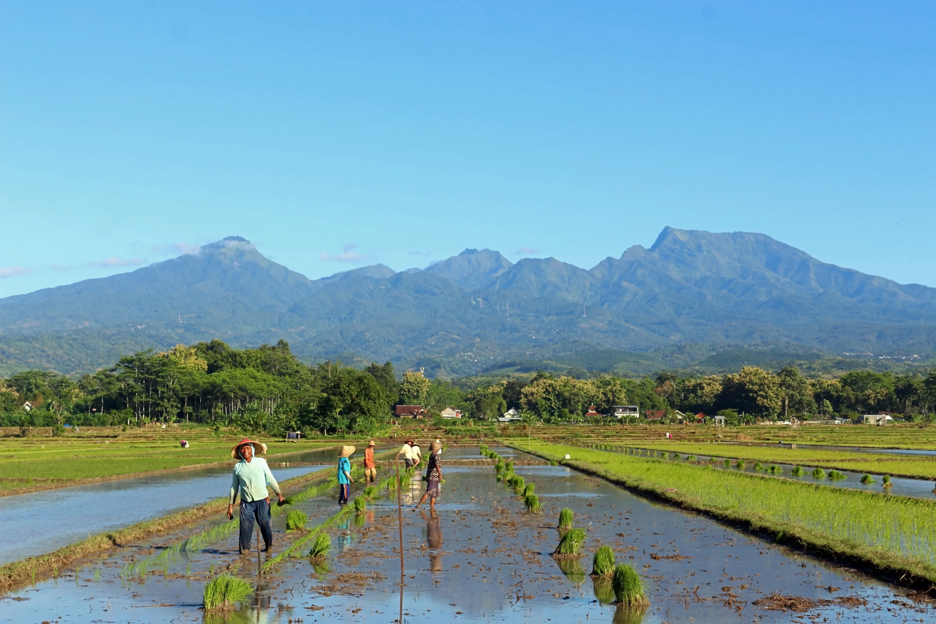 Kediri, Indonesia - May 15, 2024: Several farmers are planting rice in the rice fields against the backdrop of the majestic Willis Mountain and blue sky.