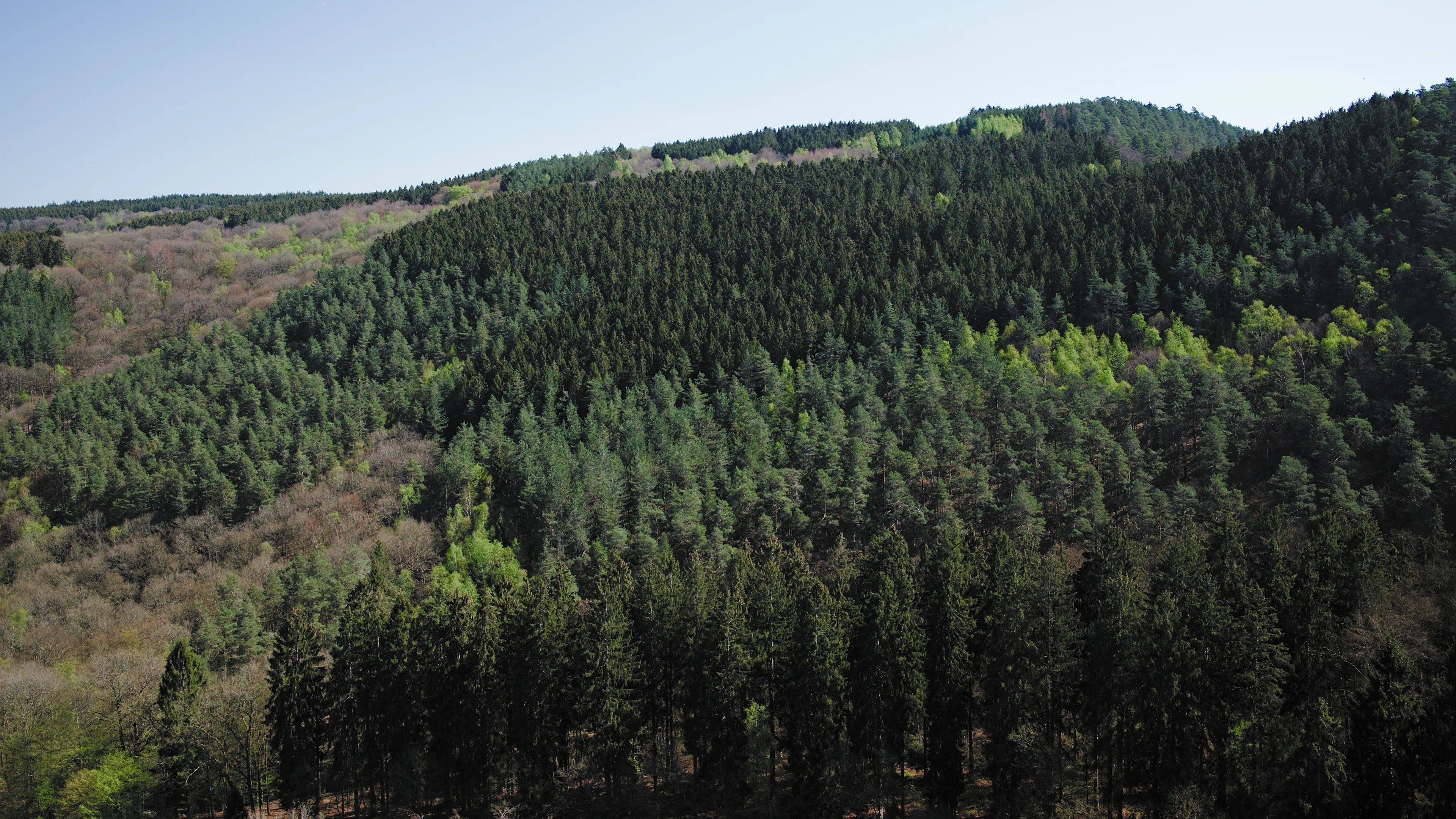 Forest views at Ninglinspo-trail Aywaille (belgium)