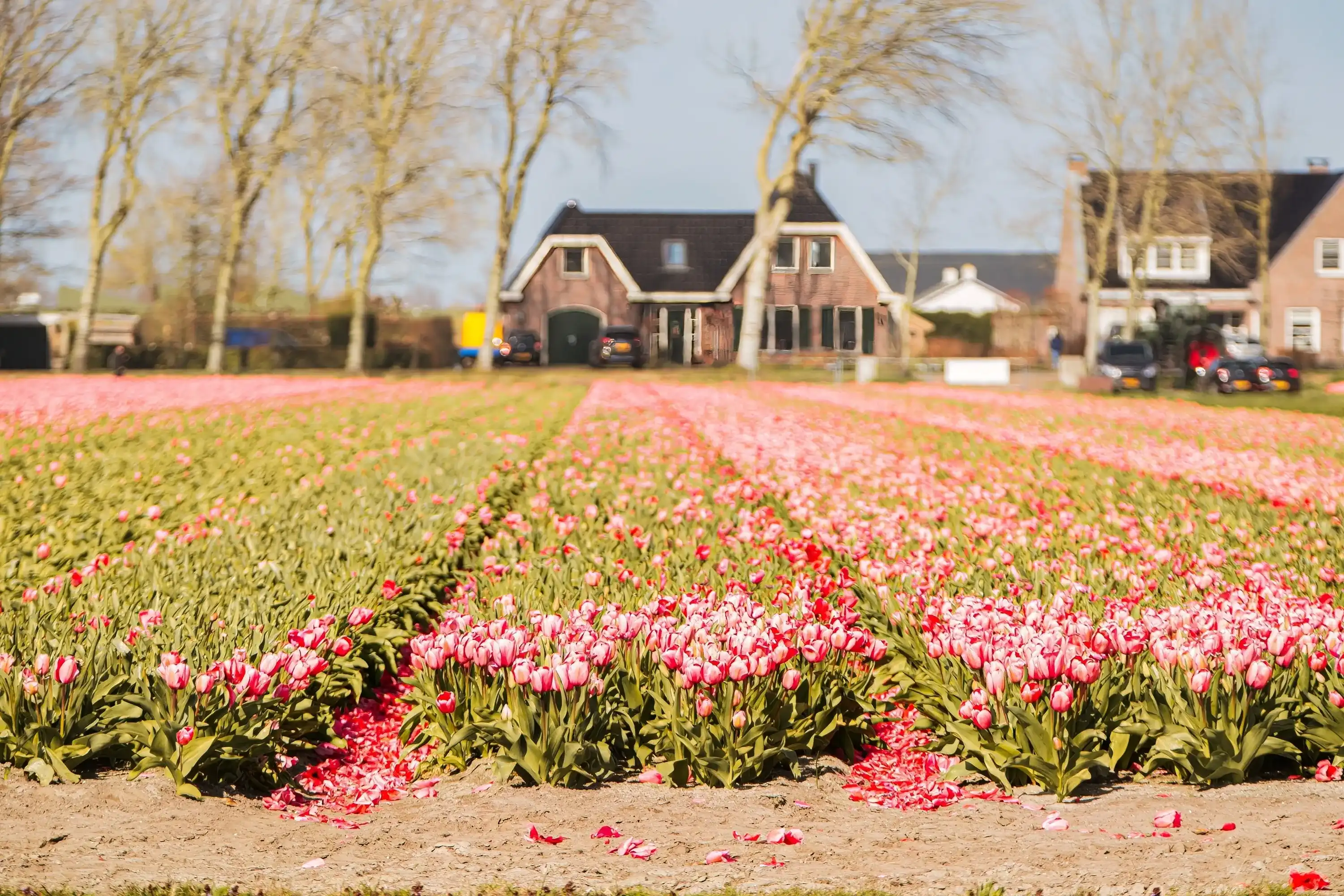 Best Noordwijkerhout hotels. Cheap hotels in Noordwijkerhout, Netherlands Best Noordwijkerhout hotels. Cheap hotels in Noordwijkerhout, Netherlands