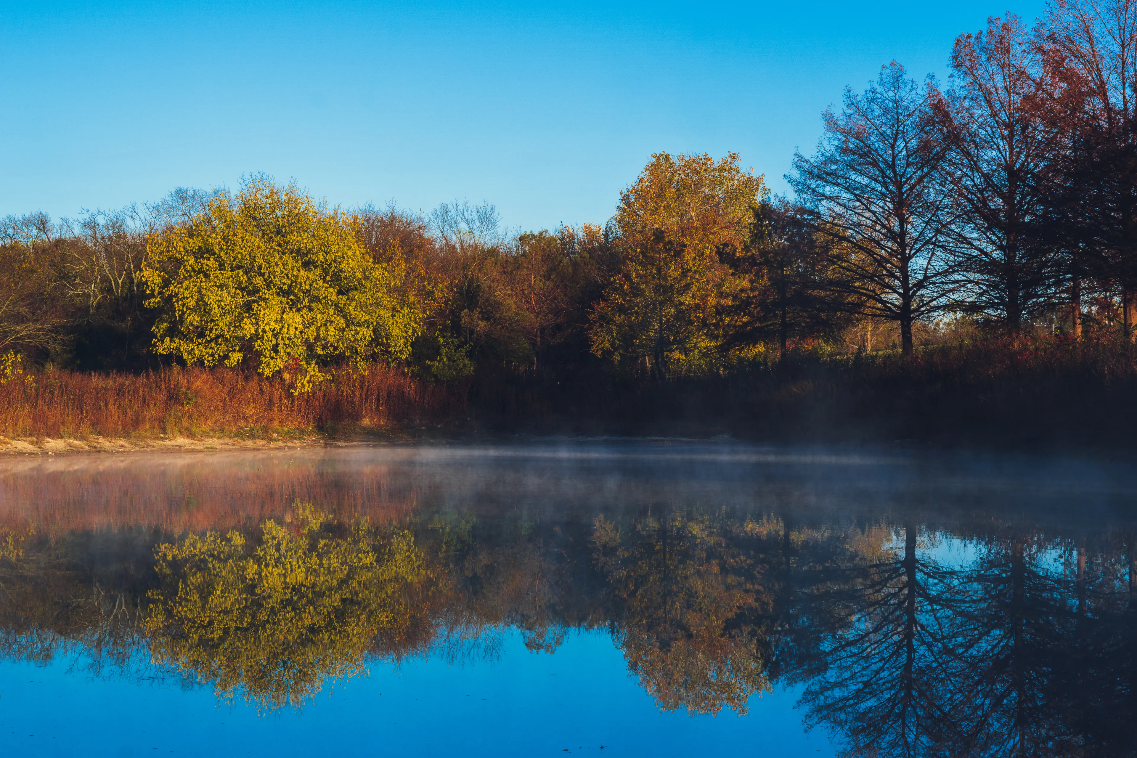 Vibrant Tree Reflection on Lake with Early Morning Fog, Duck Creek Park Garland Texas