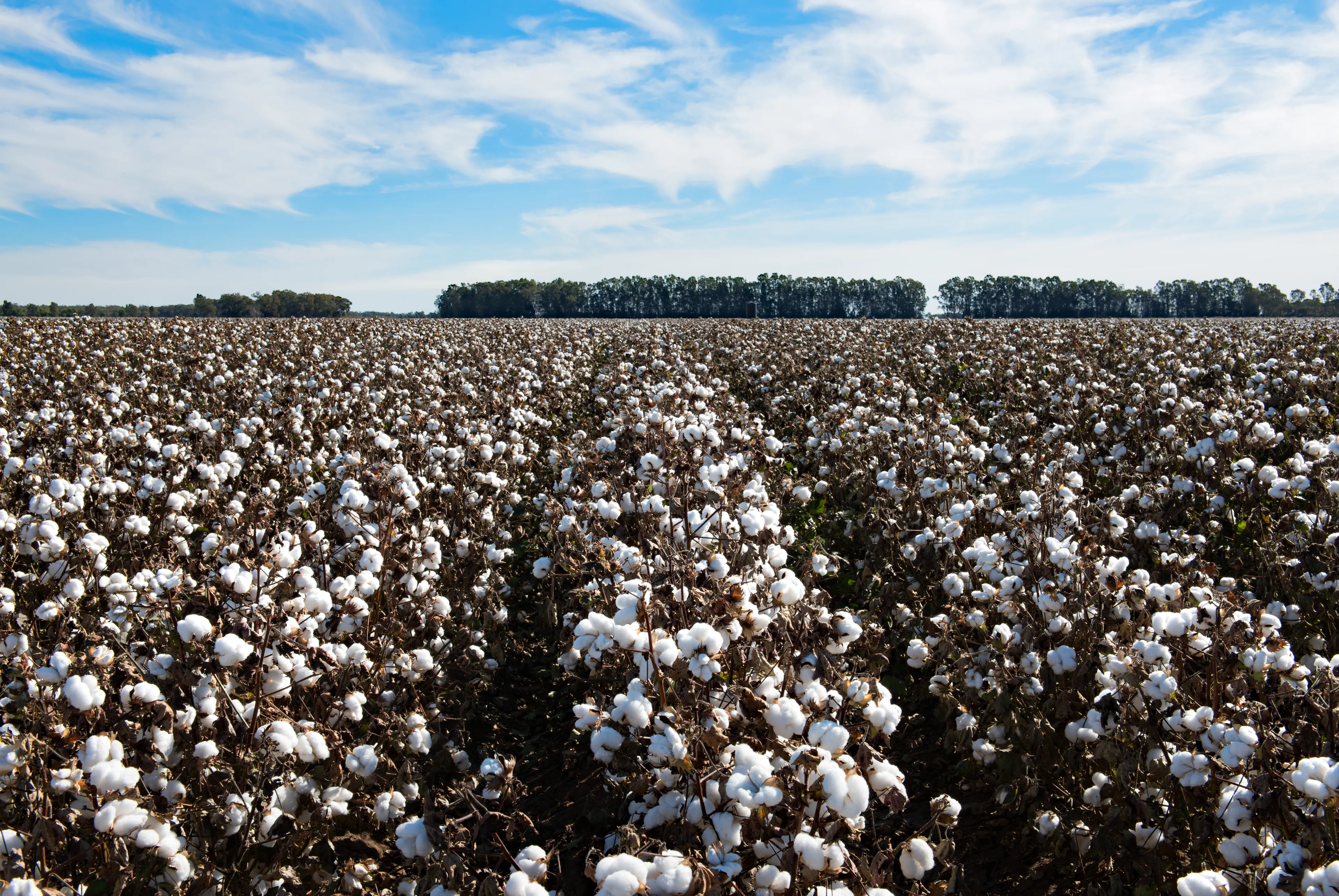 Cotton ready for harvest, near Griffith, in New South Wales, Australia