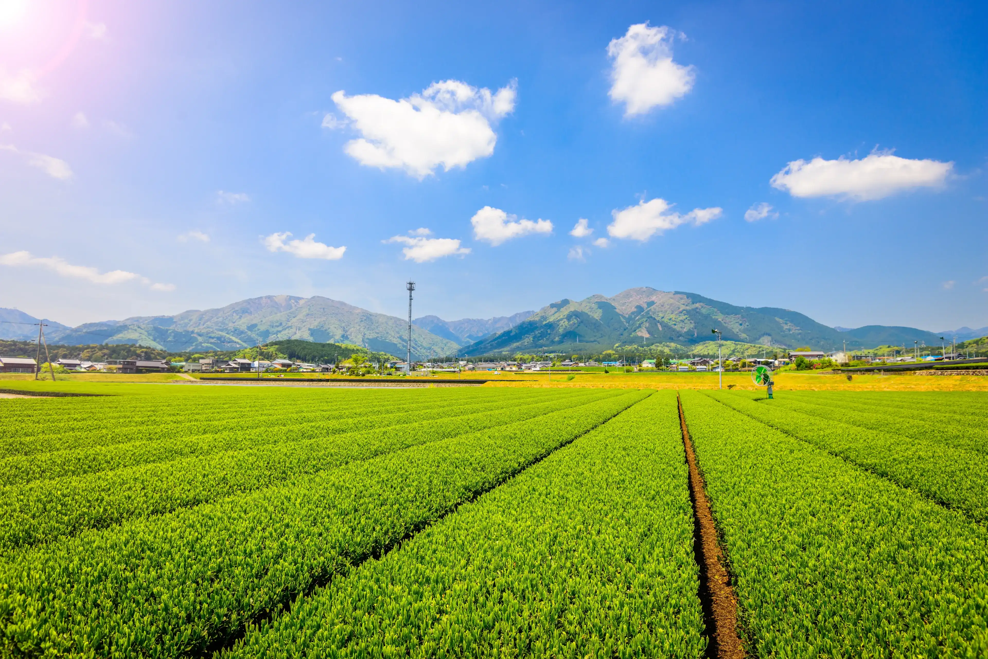Tea plantation landscape in Yokkaichi, Japan. Tea plantation landscape in Yokkaichi, Japan.