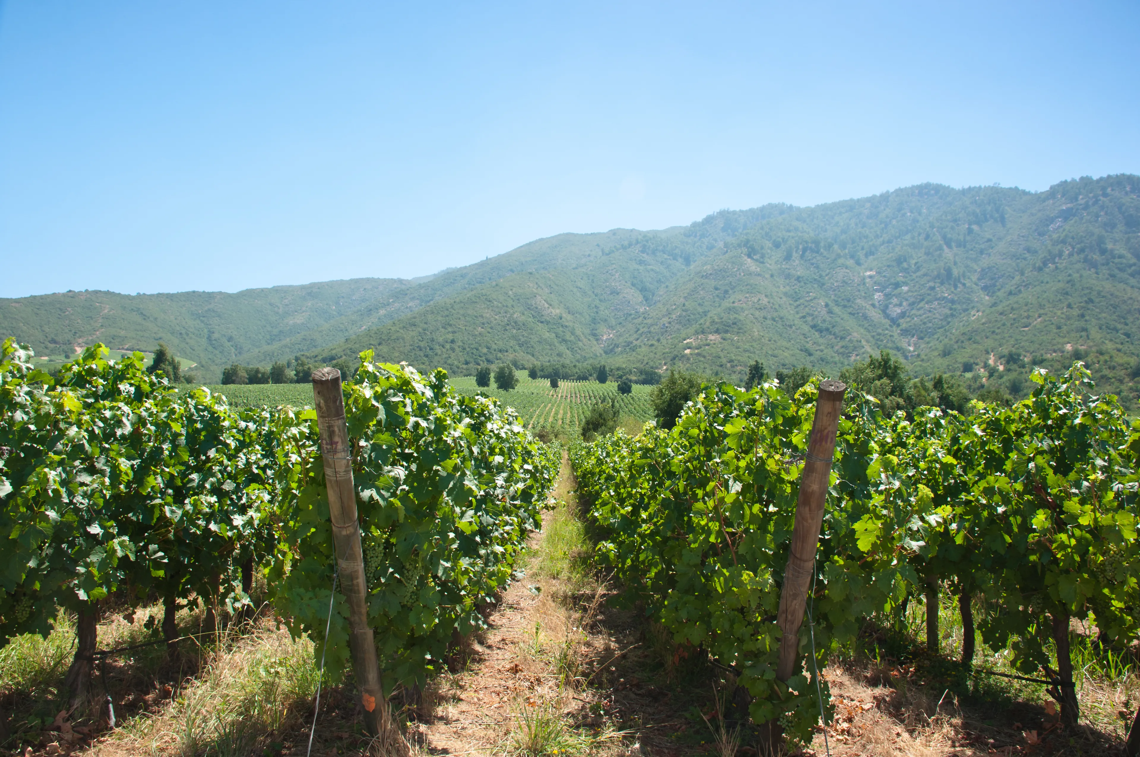 carmenere vineyard in santa cruz, rancagua - chile