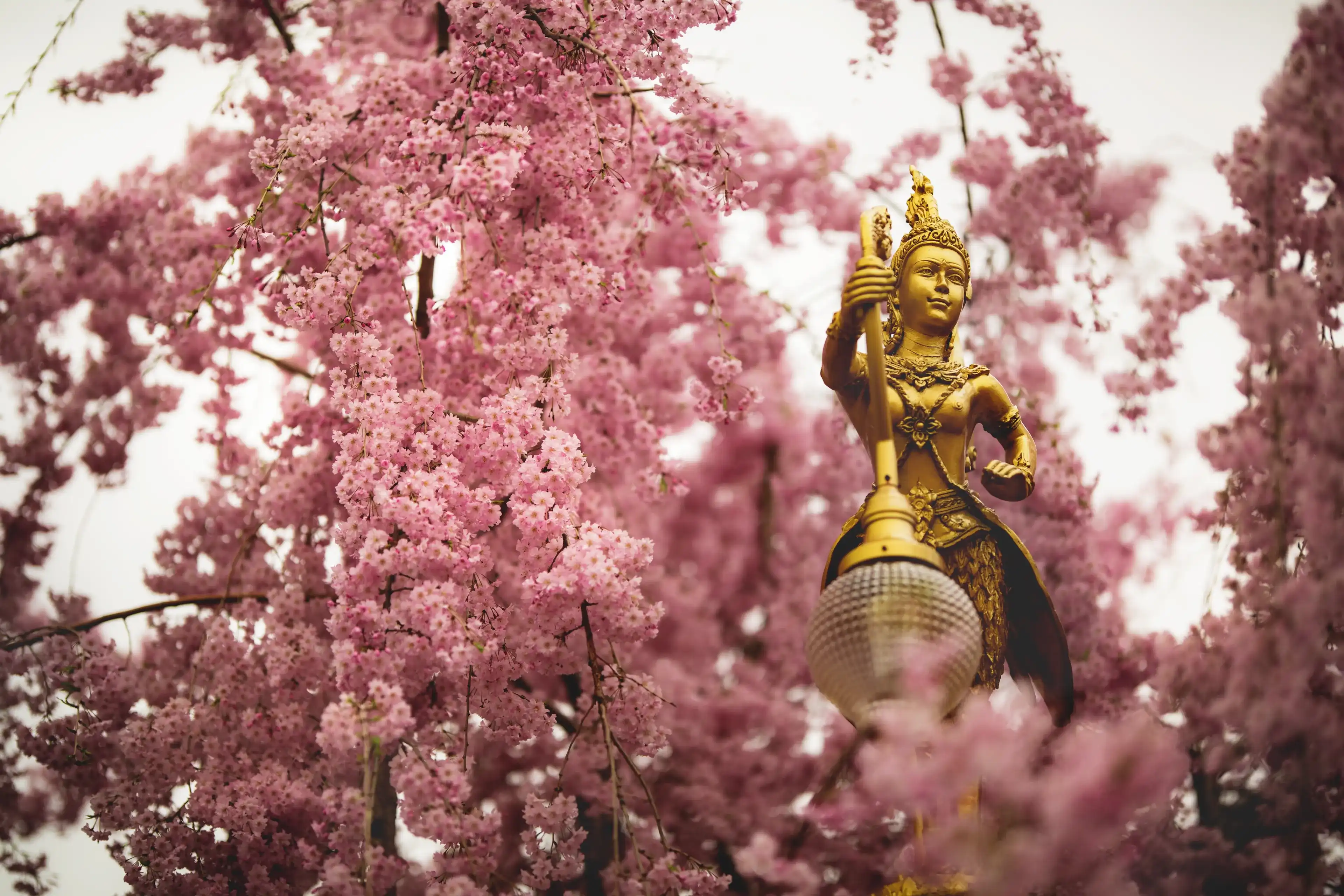 Gold light fixture in the parking lot at a local Buddhist Thai Temple in Bensalem, Pennsylvania. The gold statue stands out against the blooming cherry blossom trees. Gold light fixture in the parking lot at a local Buddhist Thai Temple in Bensalem, Pennsylvania. The gold statue stands out against the blooming cherry blossom trees.