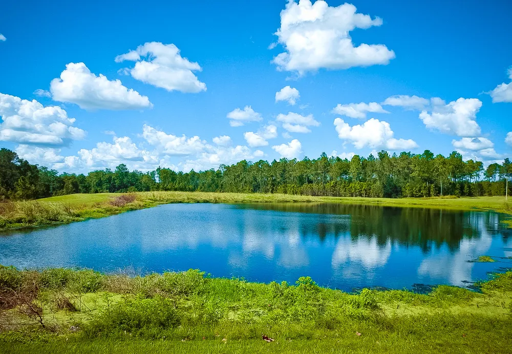 Summer Pond. Photo taken in Wesley Chapel, Florida.