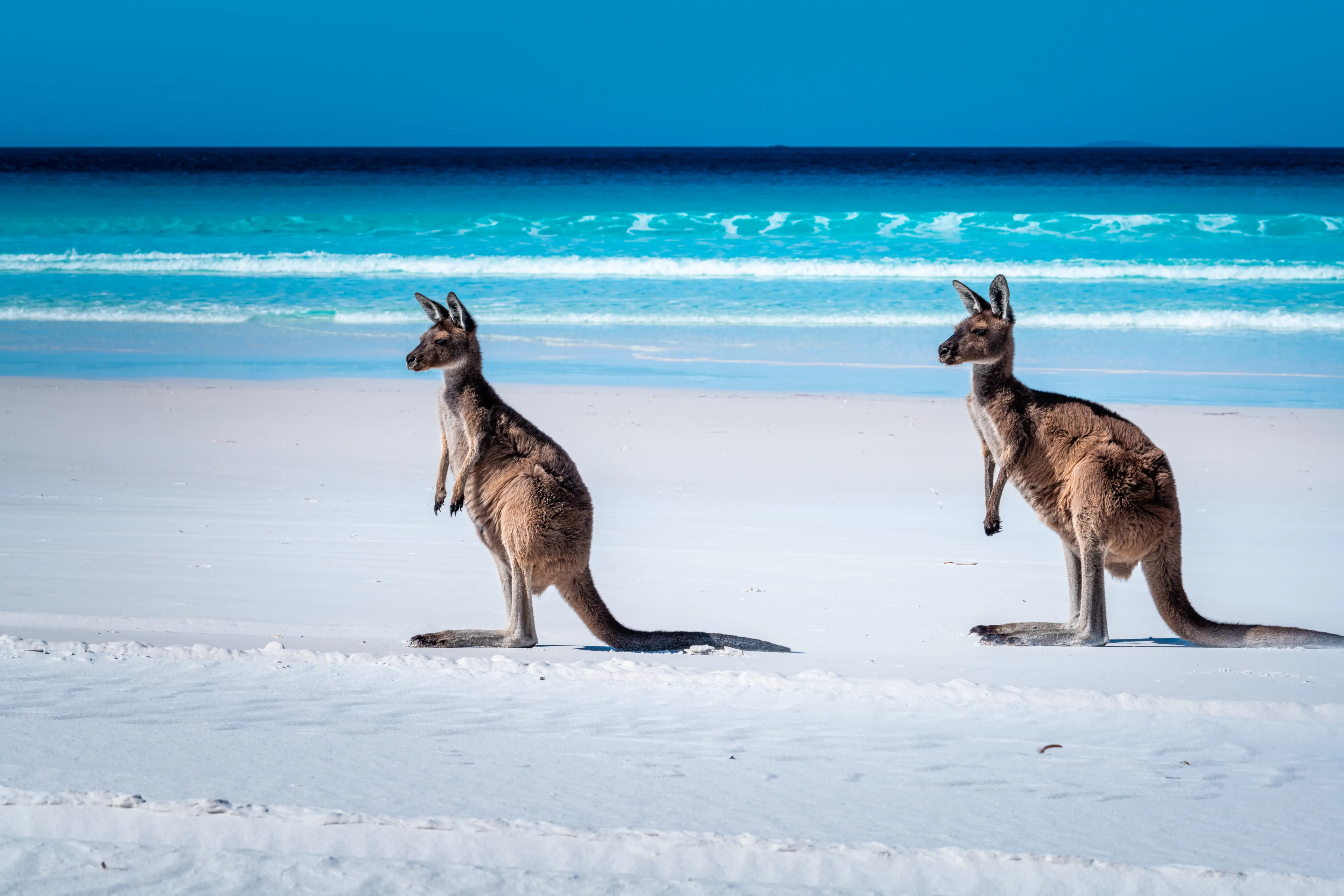 Kangaroos on the beach beside the surf at Lucky Bay, Cape Le Grand National Park, Esperance, Western Australia