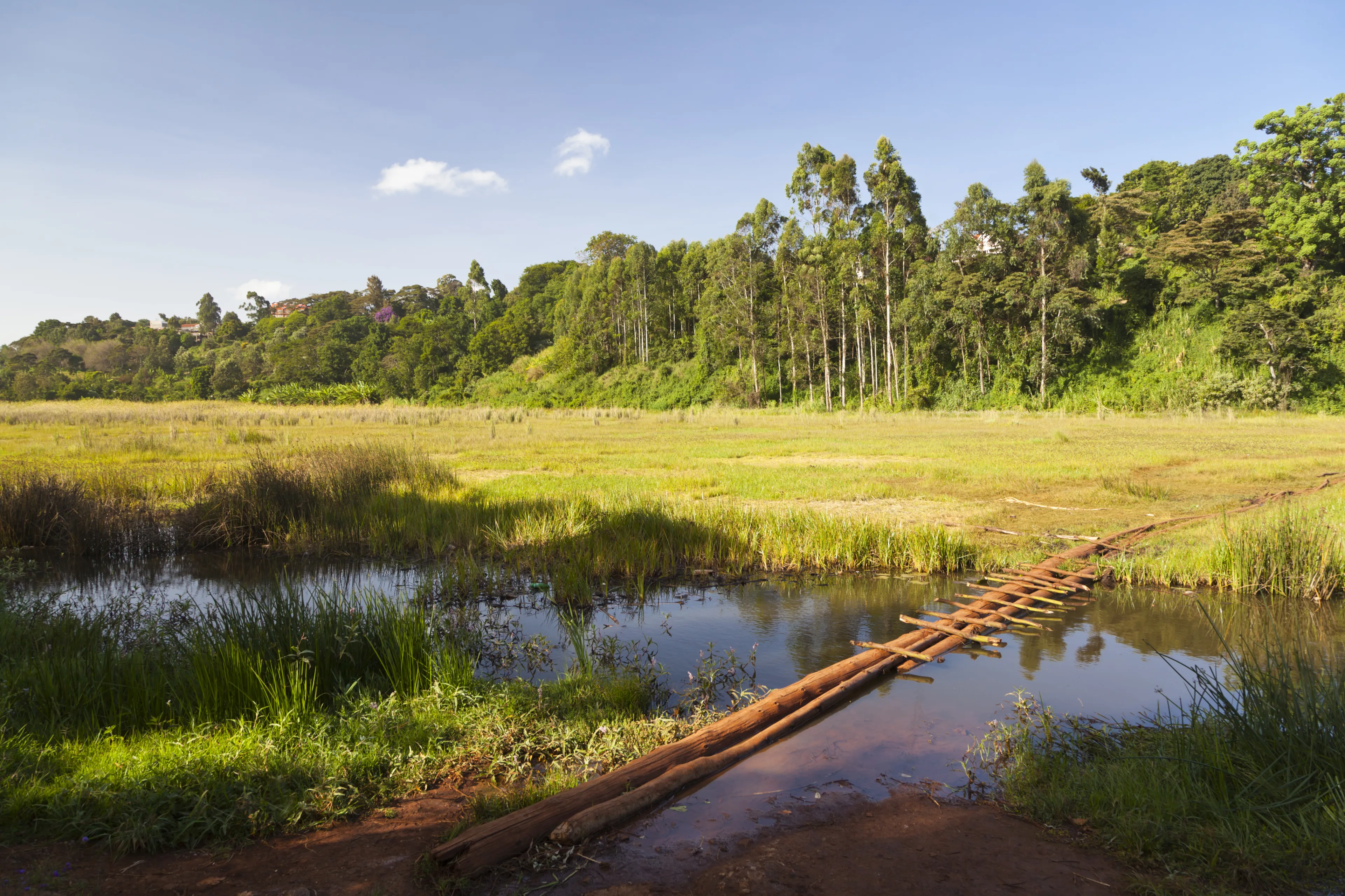The famous Ondiri Swamp in Kikuyu near Nairobi in Kenya. The floating vegetation layer wobbles as you walk or jump on it.
