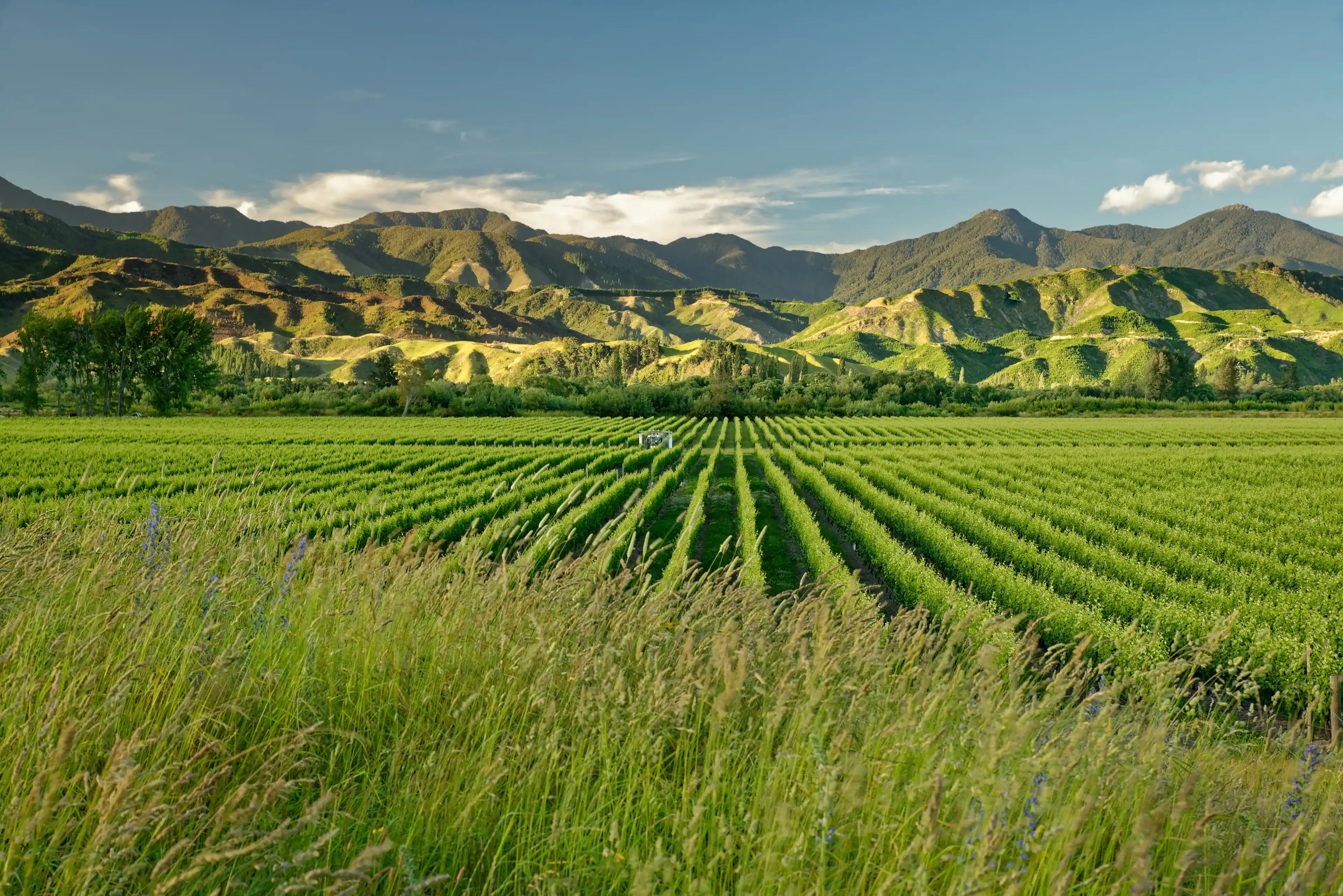 Wineyard, winery New Zealand, typical Marlborough landscape with wineyards and roads, hills and mountains. Wineyard, winery New Zealand, typical Marlborough landscape with wineyards and roads, hills and mountains.