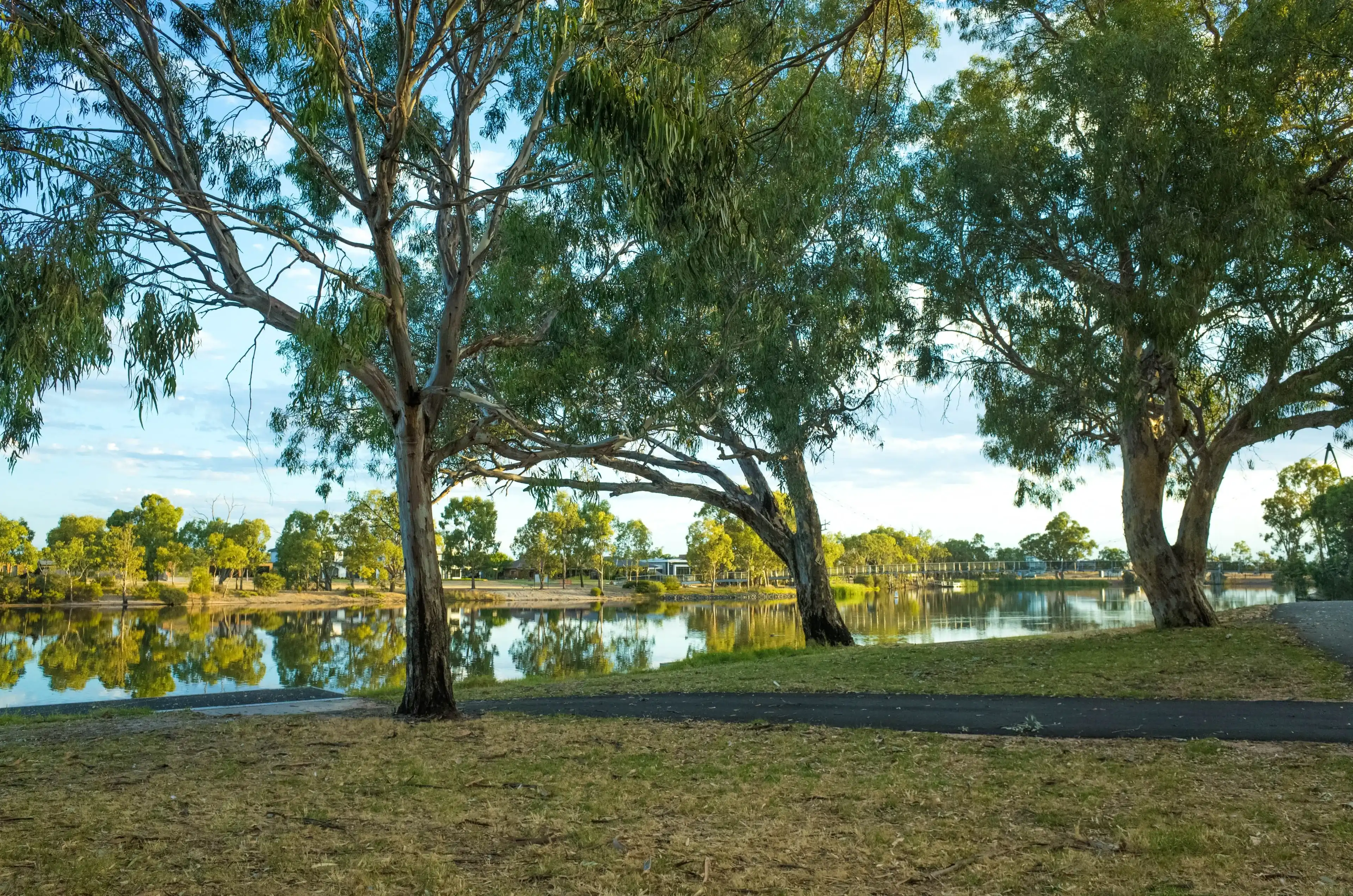 Riverbank of Wimmera River. Background texture of Australian nature reserve along the river with native Eucalyptus trees. Horsham, VIC Australia. Riverbank of Wimmera River. Background texture of Australian nature reserve along the river with native Eucalyptus trees. Horsham, VIC Australia.