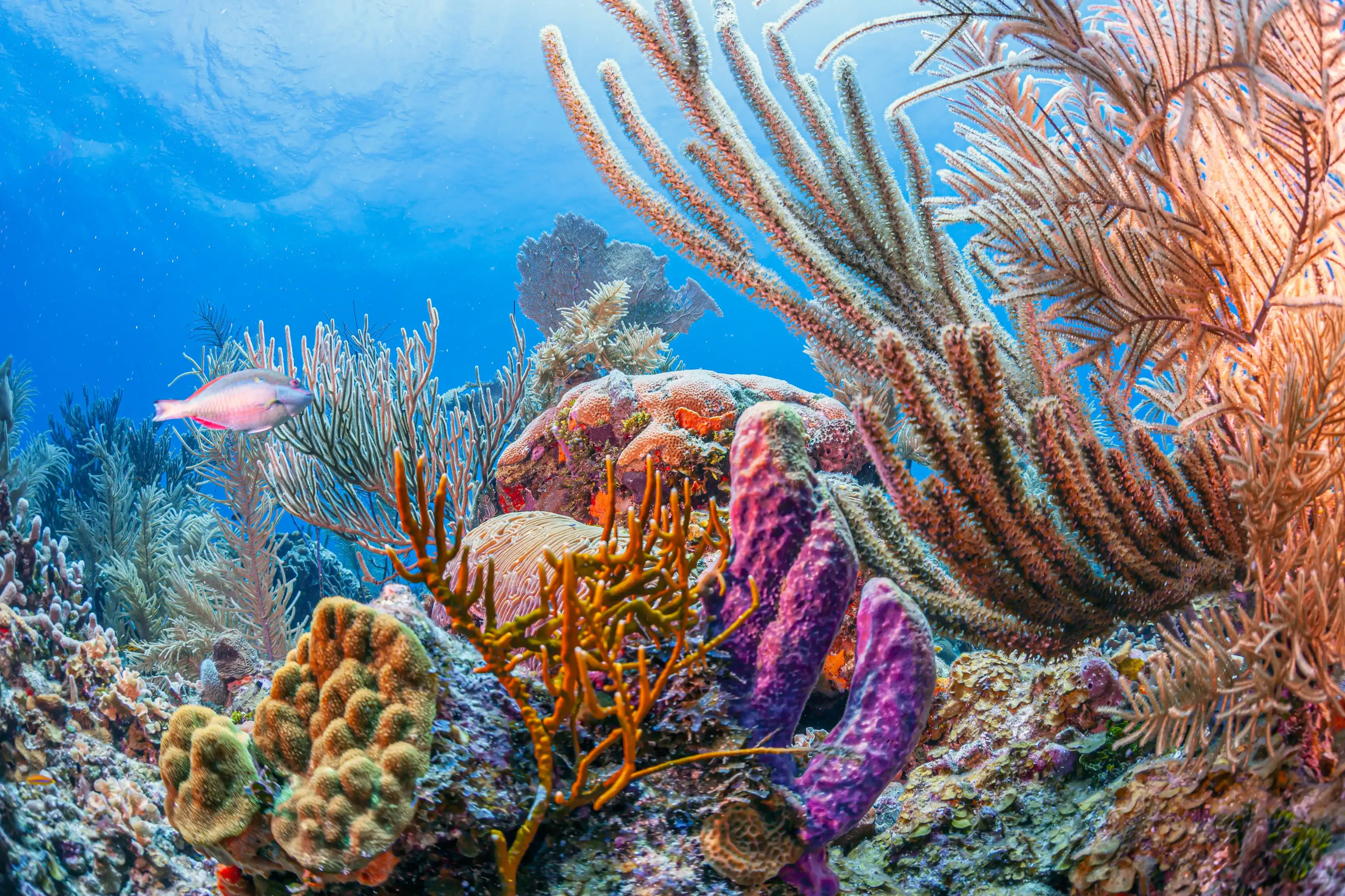 Caribbean coral reef off the coast of the island of Roatan, Honduras Caribbean coral reef off the coast of the island of Roatan, Honduras