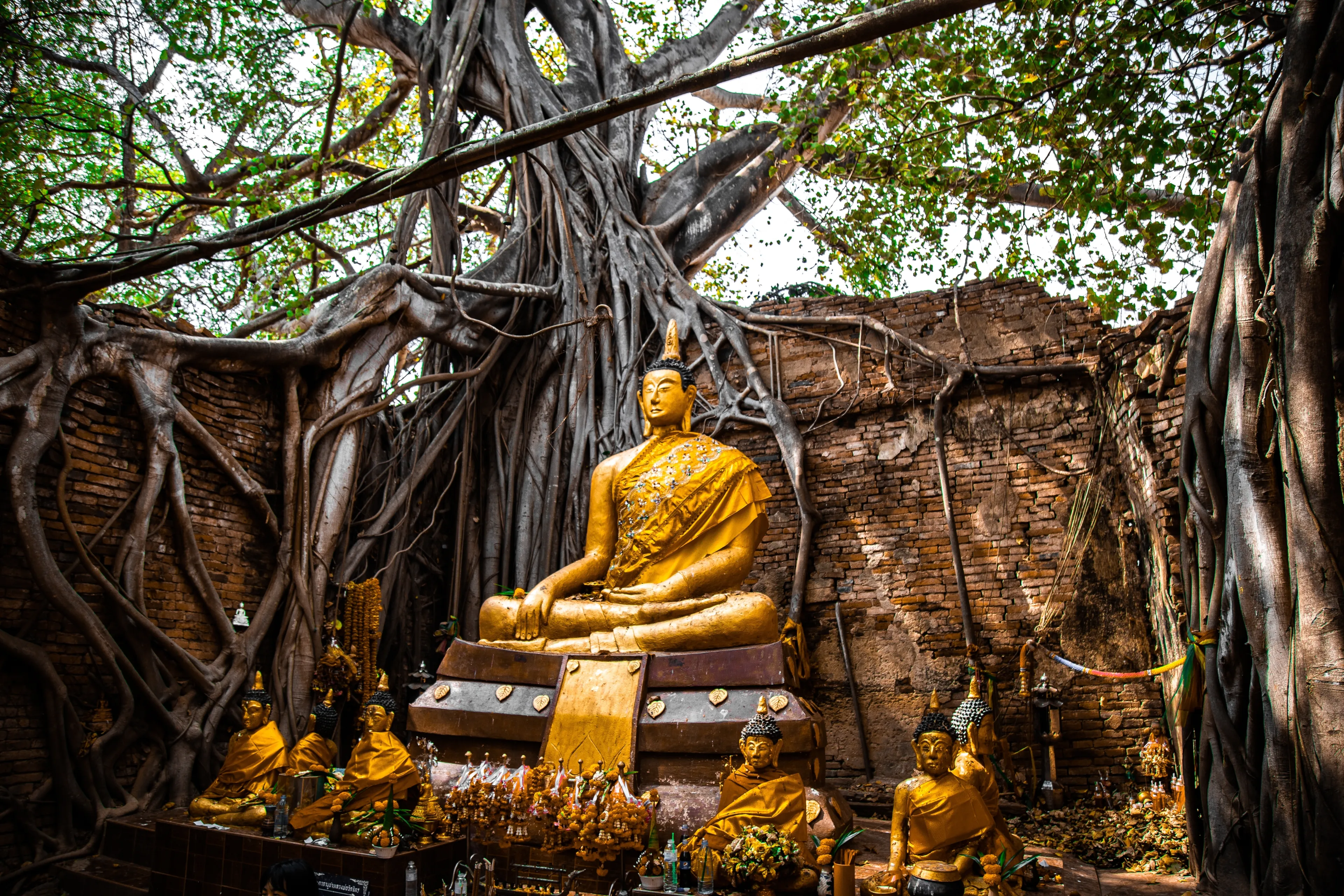 Wat Sai temple ruin covered by banyan tree roots, in Sing Buri Thailand