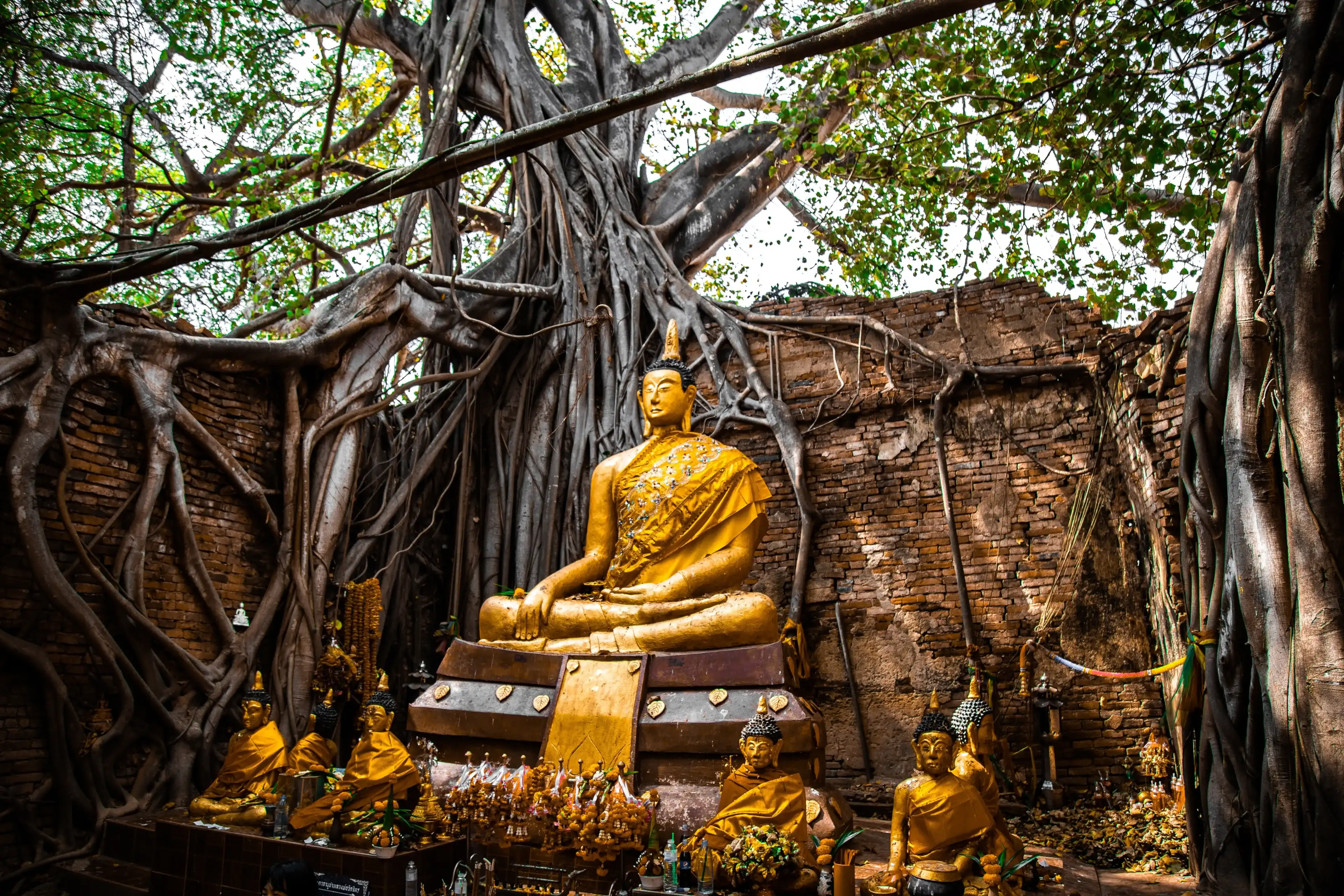 Wat Sai temple ruin covered by banyan tree roots, in Sing Buri Thailand Wat Sai temple ruin covered by banyan tree roots, in Sing Buri Thailand